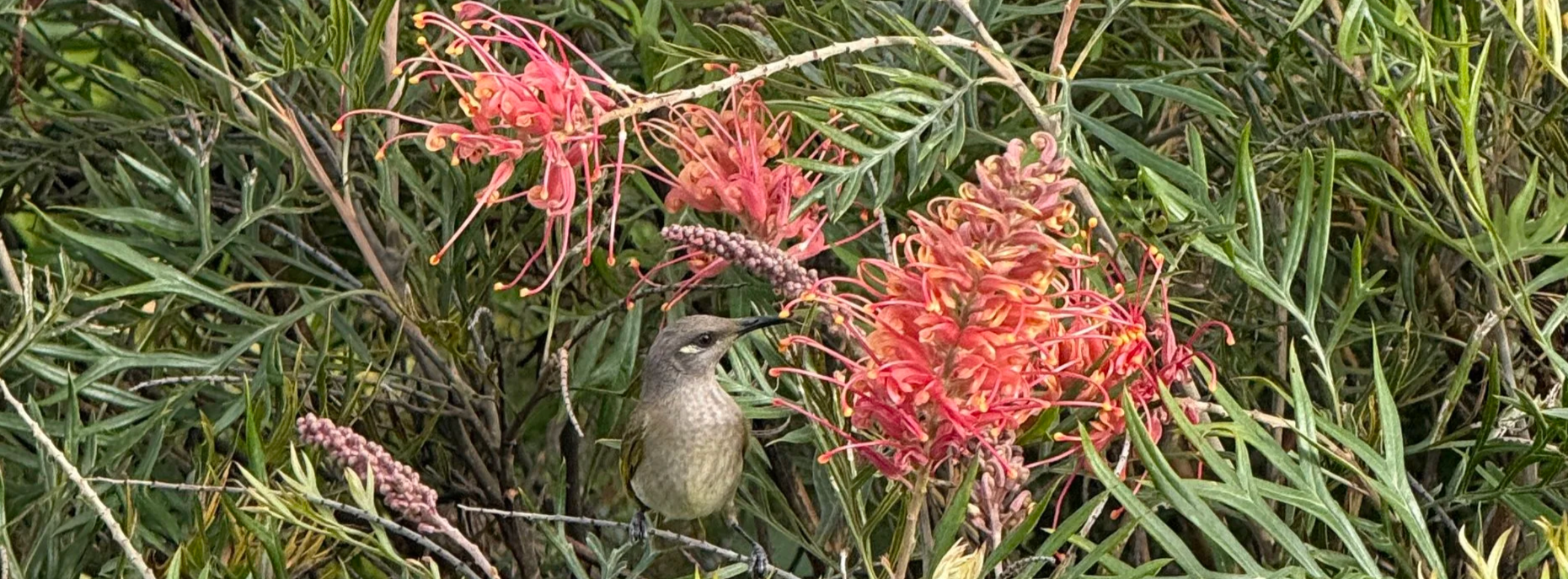 Brown Honeyeater feeding on grevillea