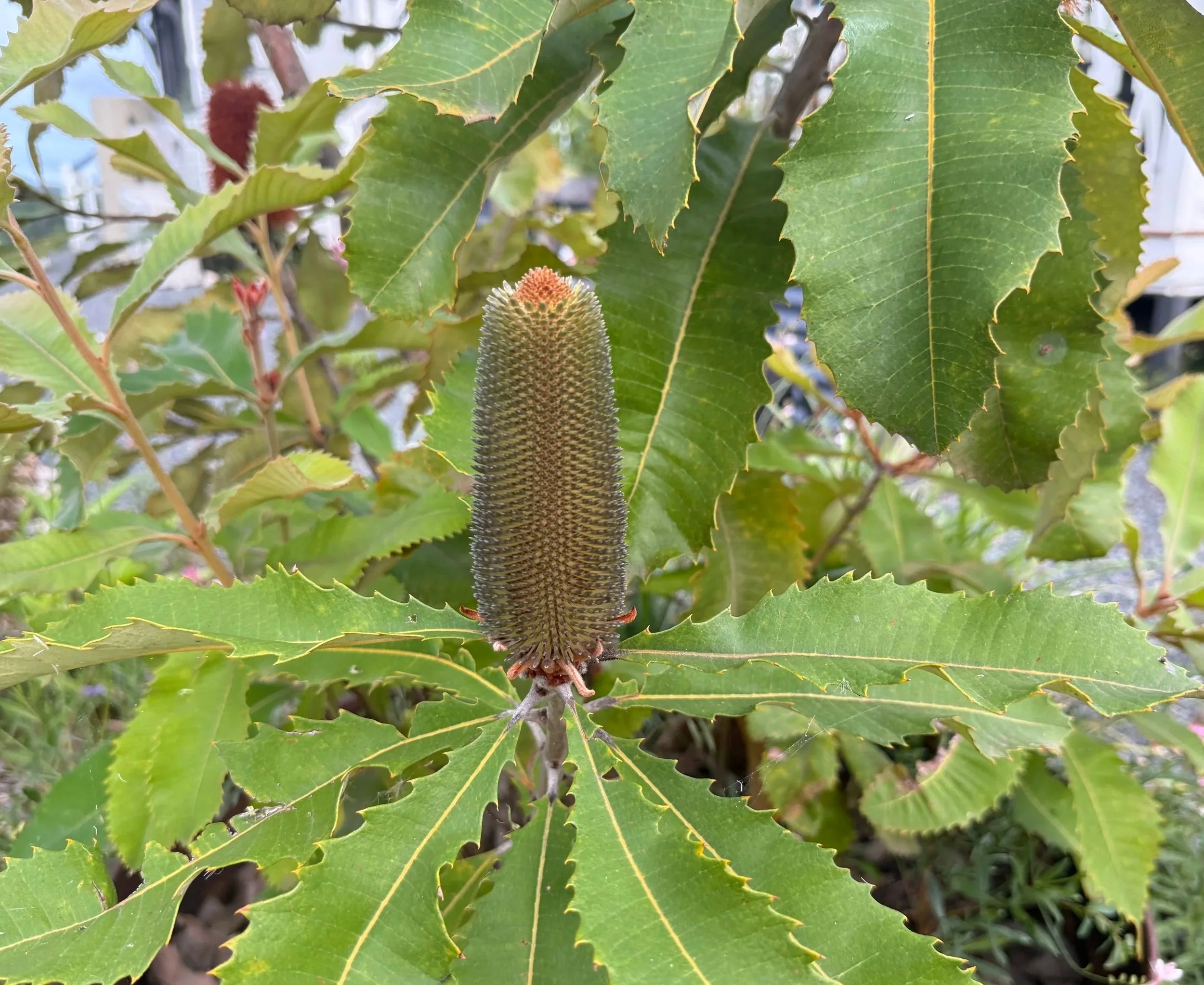 Banksia robur