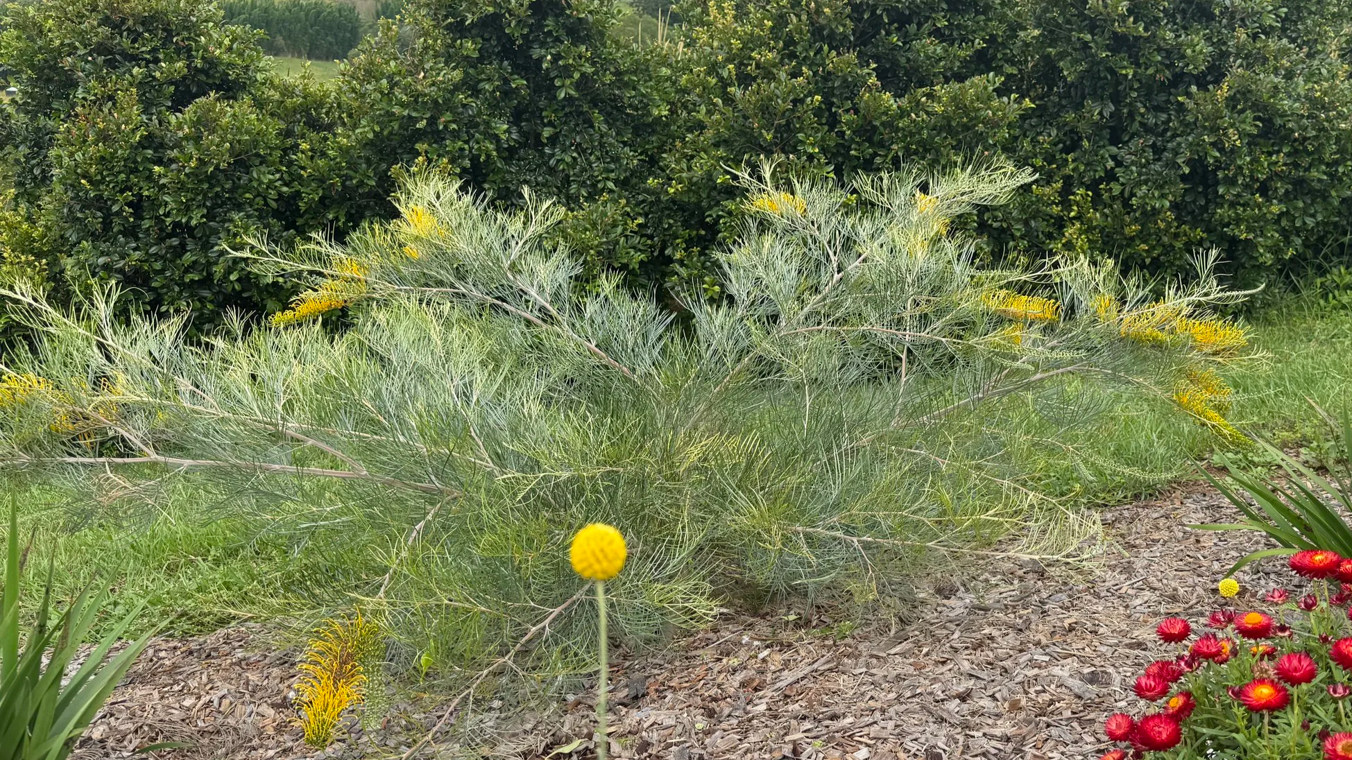 Integrated Australian native plantings: grevillea, paper daisies, billy buttons, kangaroo paw and lilly pillies.