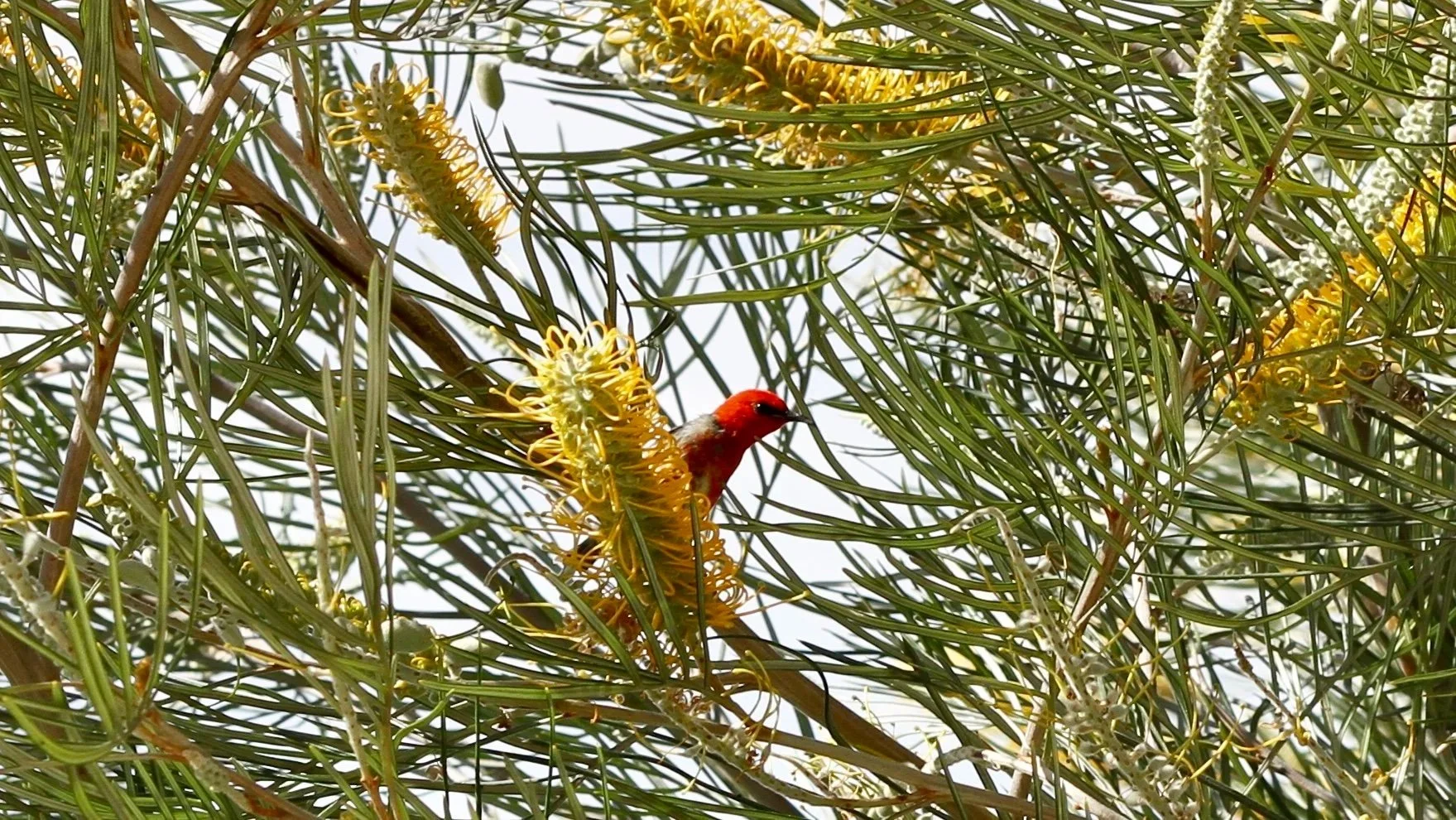 Scarlet Honeyeater