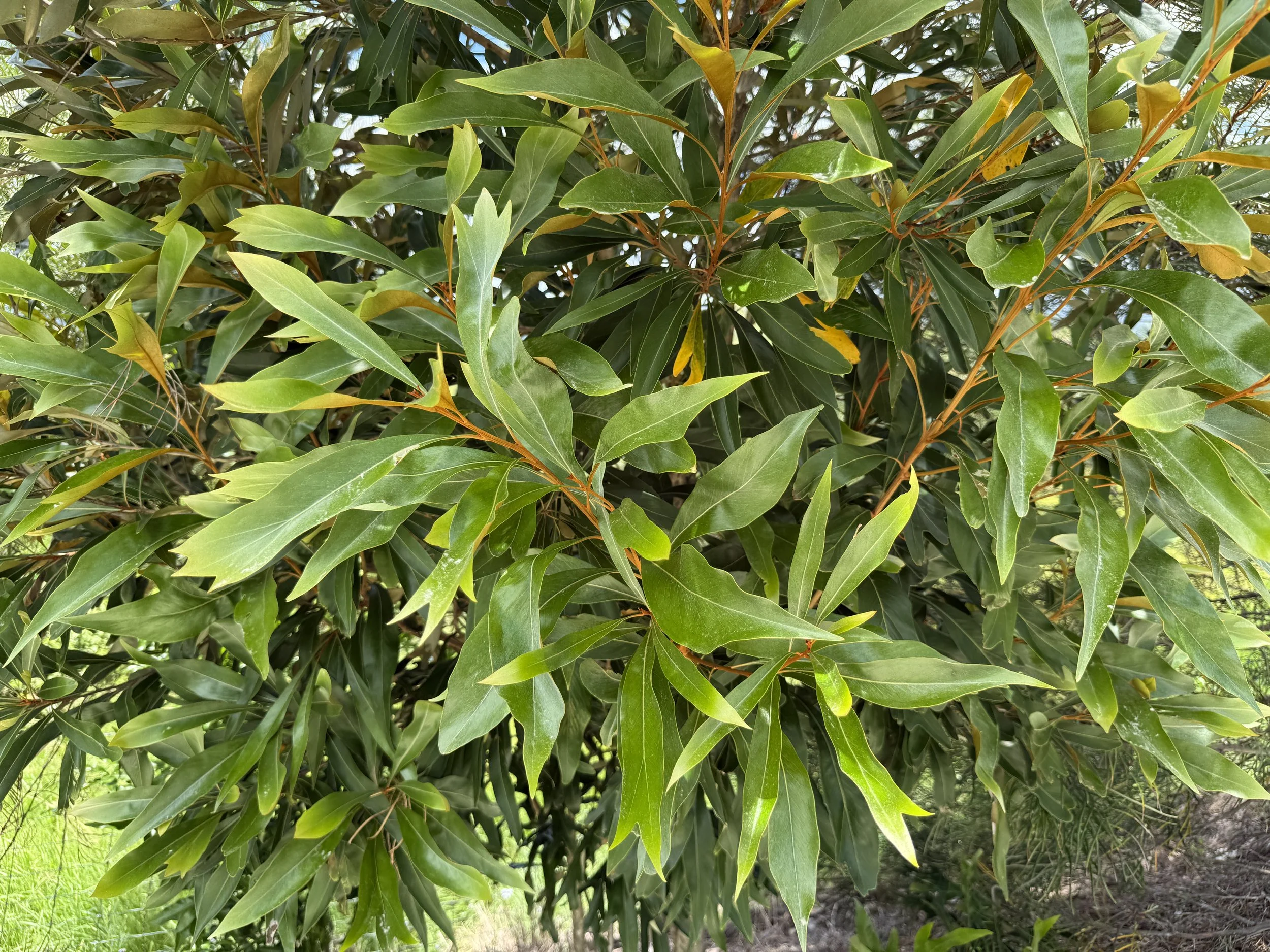 Brown silky oak (Grevillea Baileyana) produces honey for bees, nectar eating birds, butterflies and other insects. 