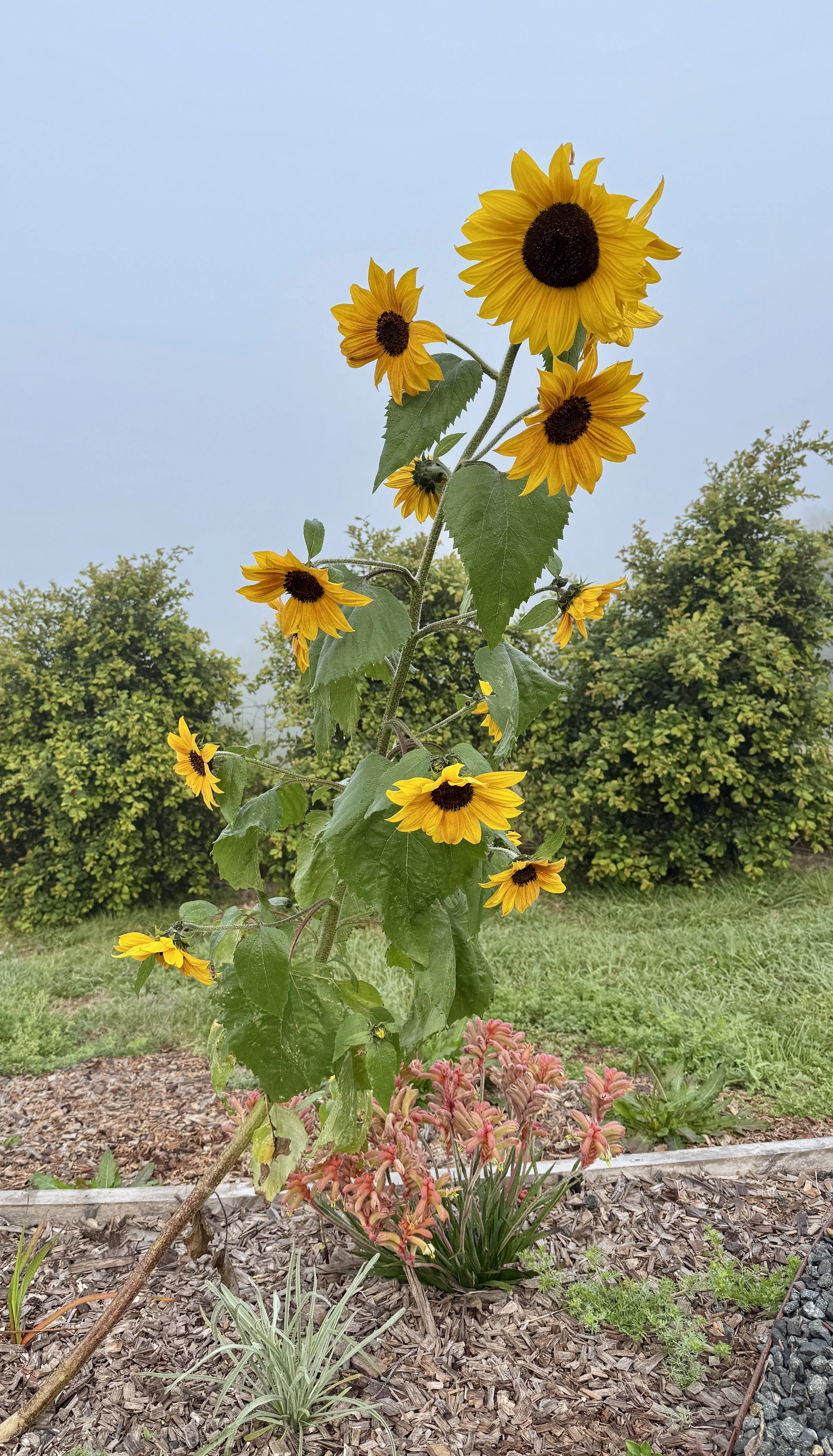 Sunflower (exotic plant)