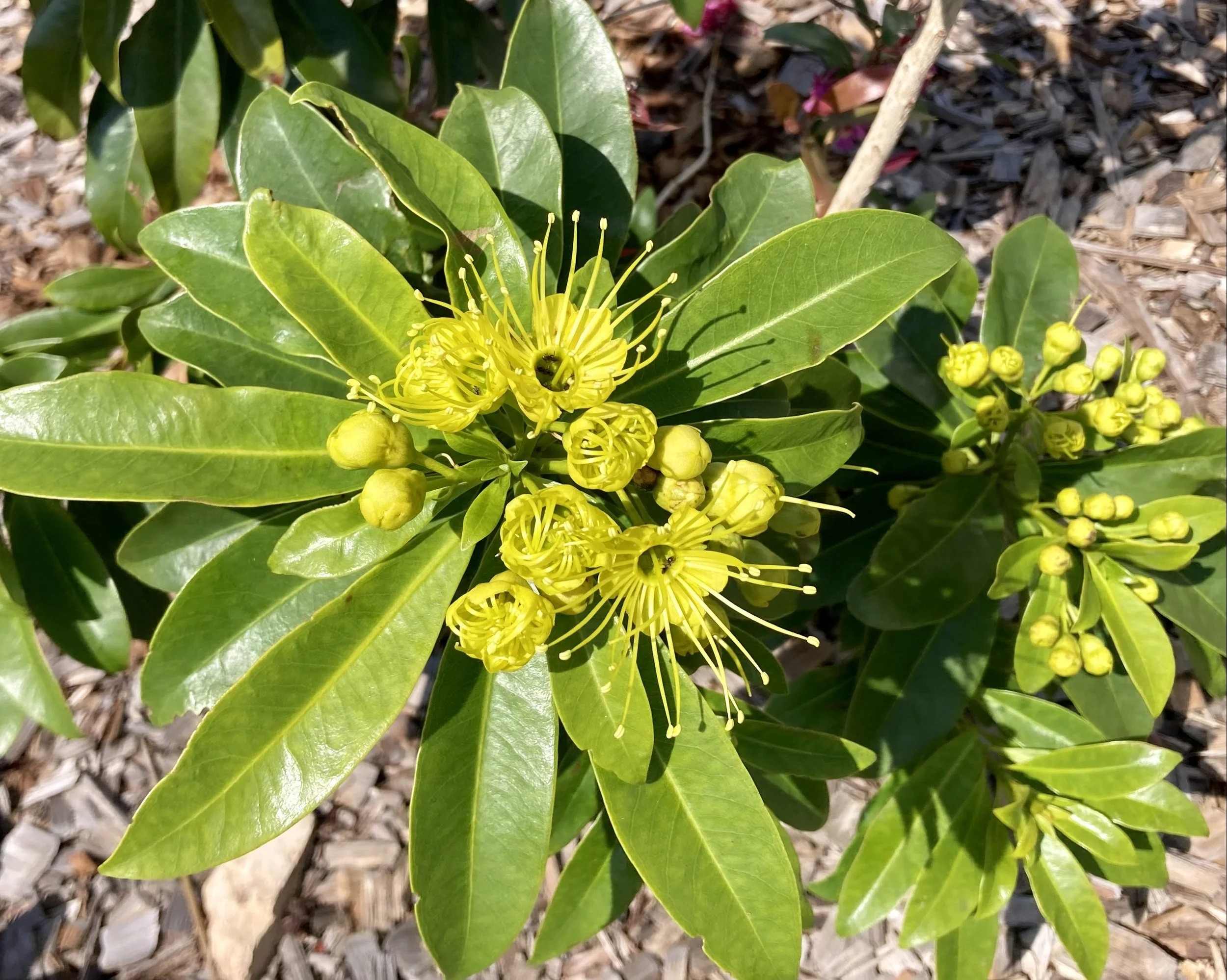 Dwarf Golden Penda (Little Goldie)