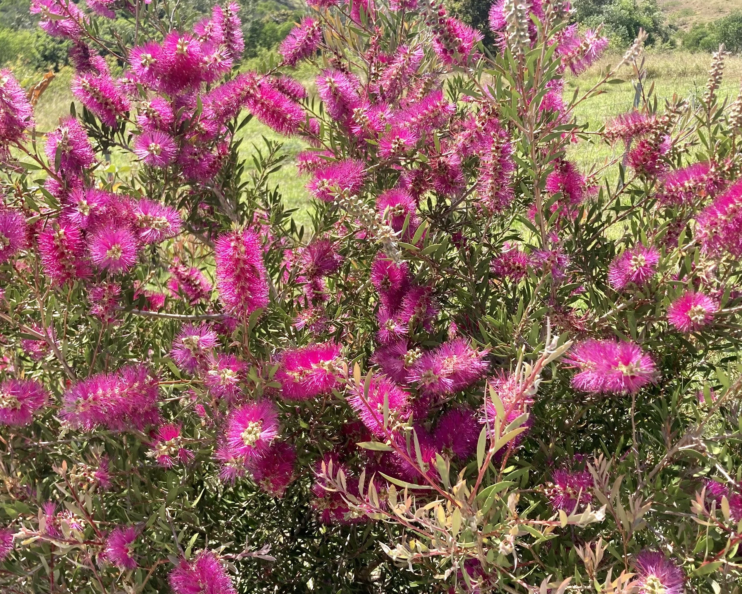Callistemon Purple Splendour (bottlebrush)