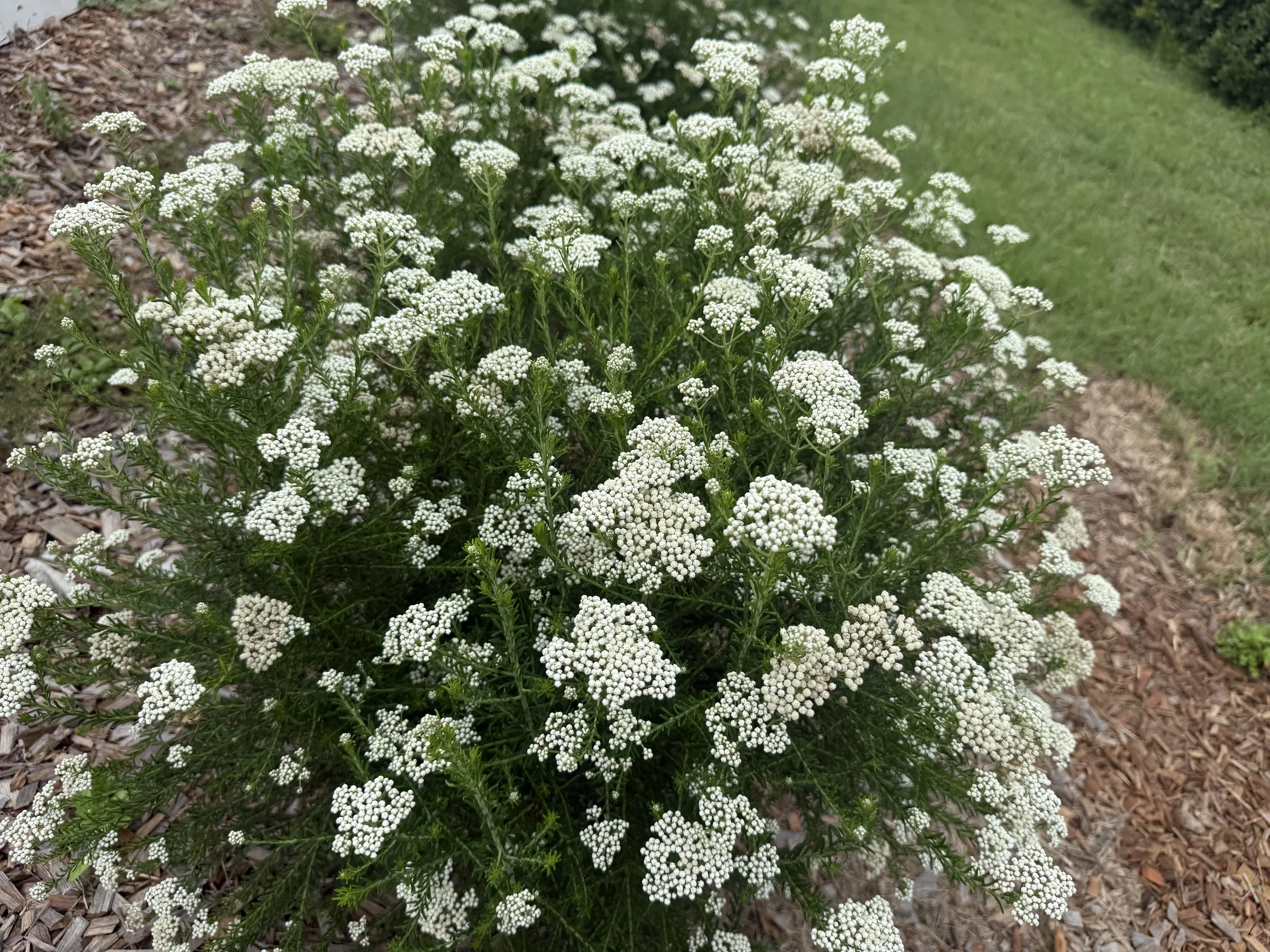 Rice Flower (Ozothamnus diosmifolius), a native Australian bush with abundant long-lasting small white flowers that attract pollinators.