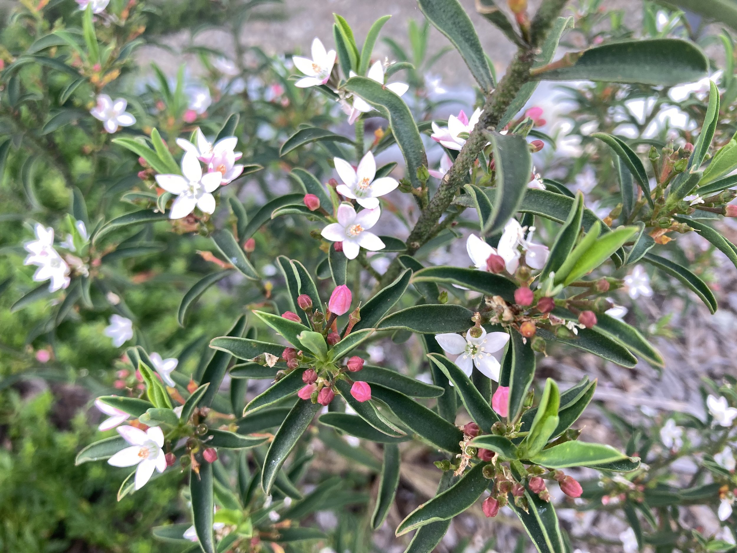 Winter Rouge wax flower (Philotheca myoporoides) produce masses of pink buds that burst into starry white flowers. 
