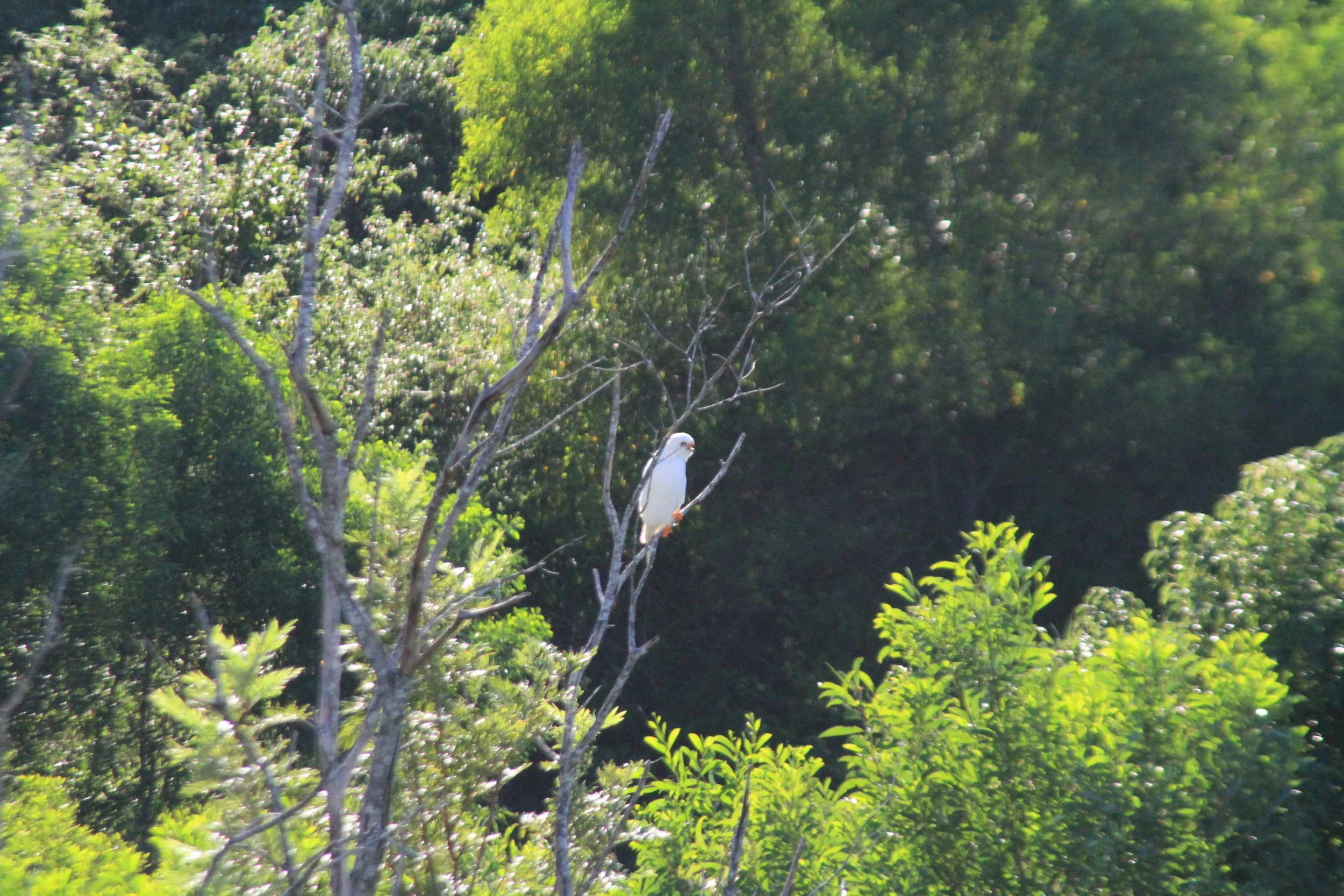 Grey Goshawk white morph