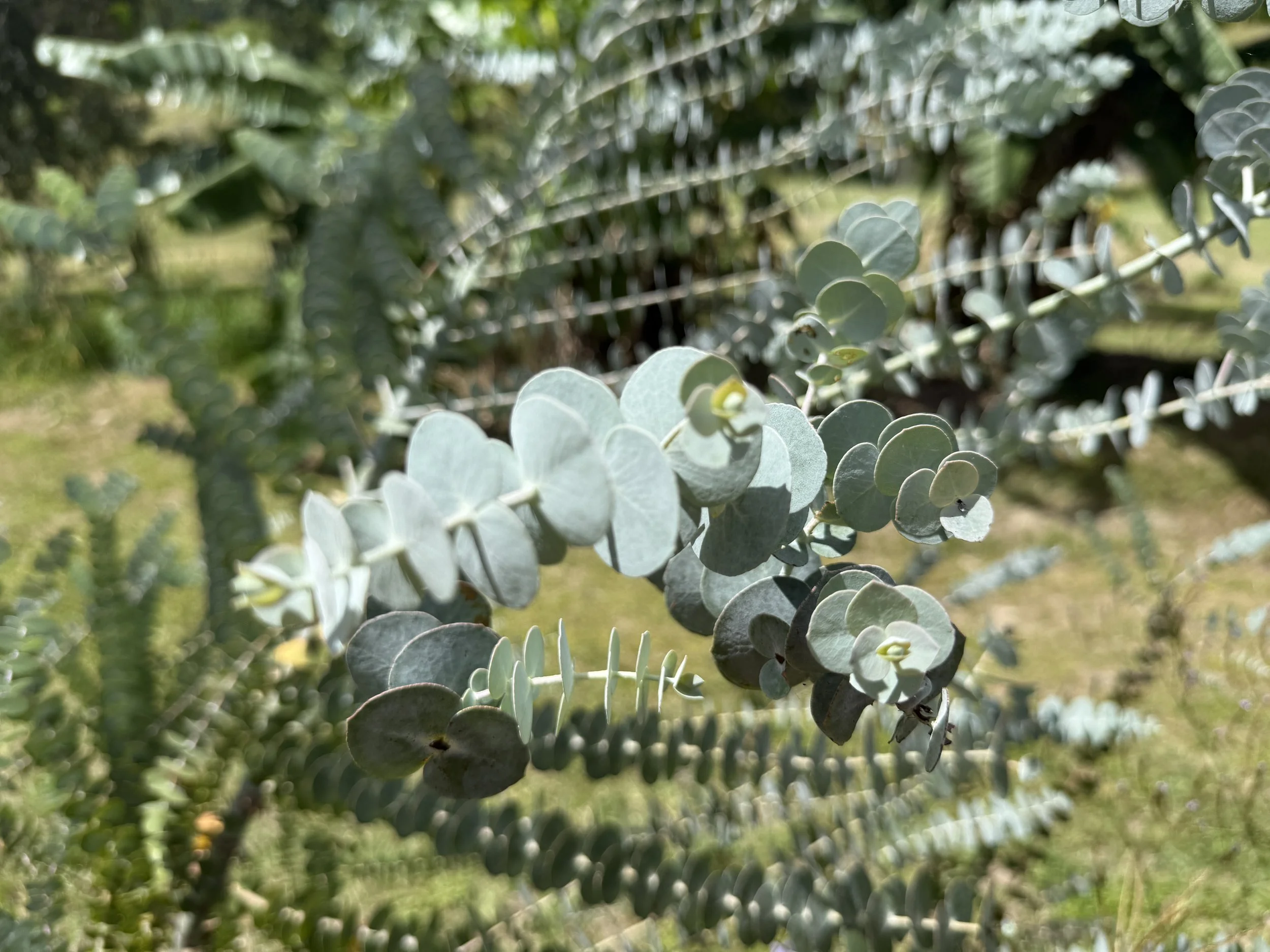 Baby Blue (Eucalyptus pulverulenta) renowned for its striking, powdery silver-blue, round juvenile foliage. Ideal for floral arrangements.