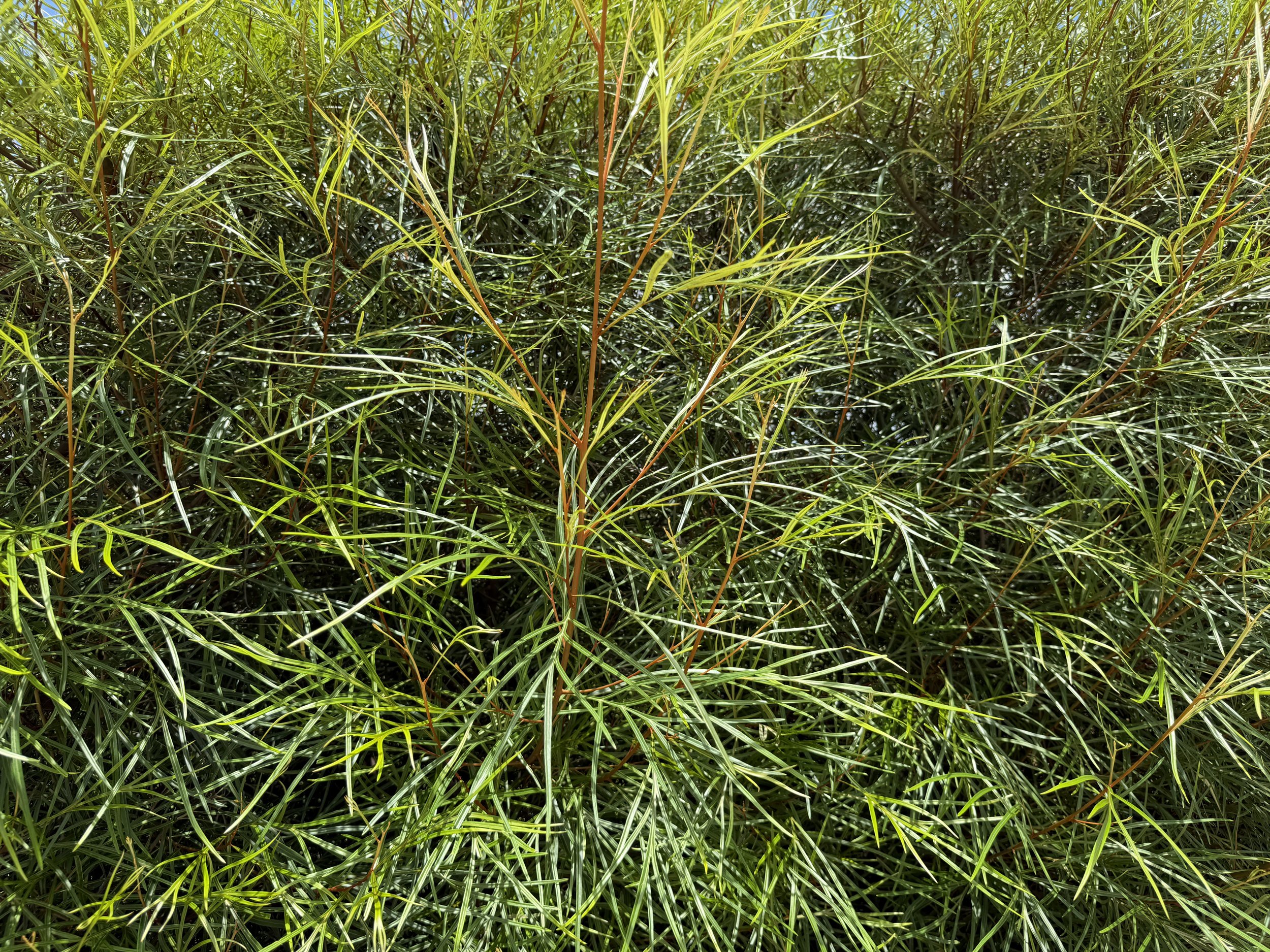 Grevillea Firesprite has slender bronze and green foliage and firey red flowers.
