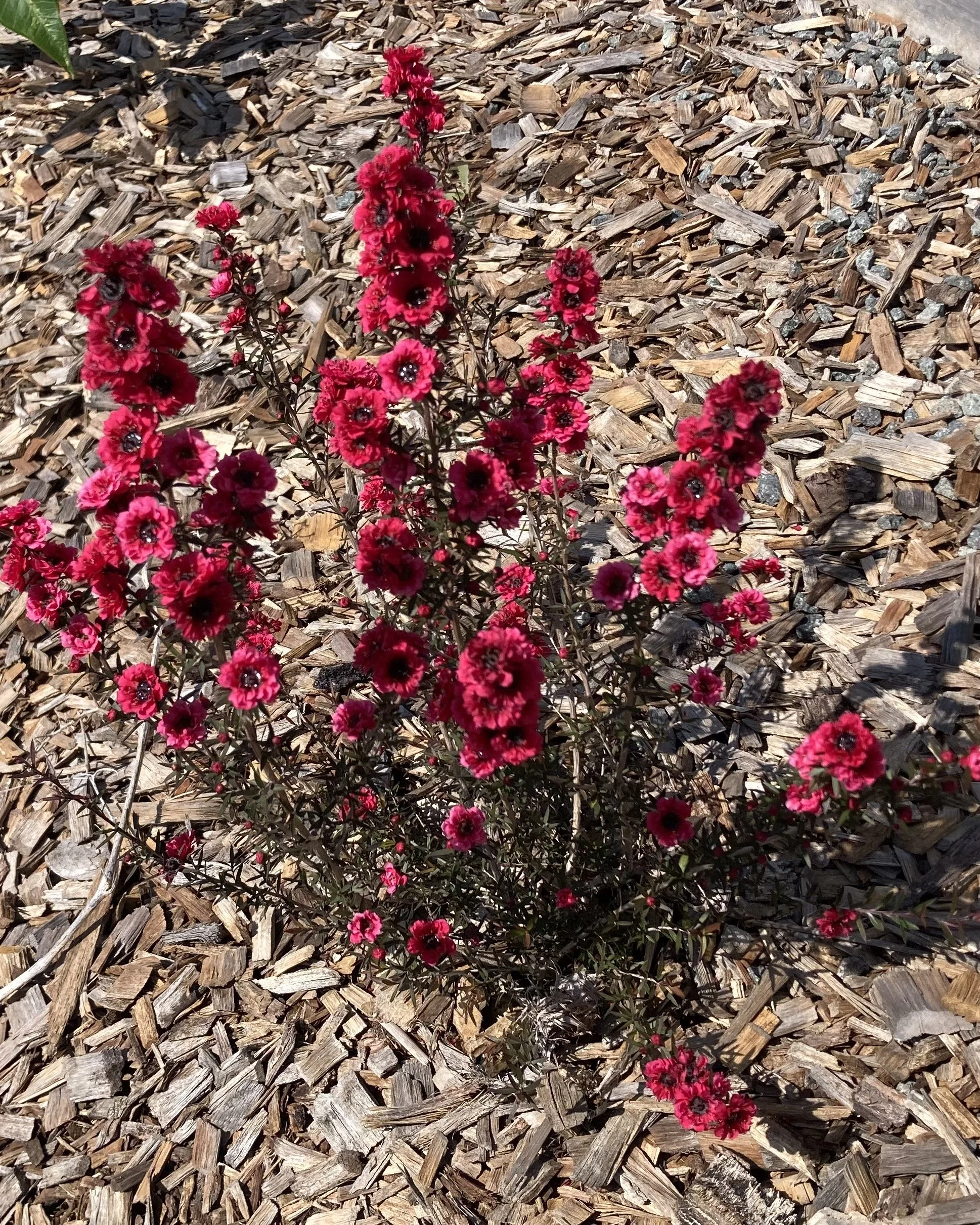 Leptospermum Burgundy Queen