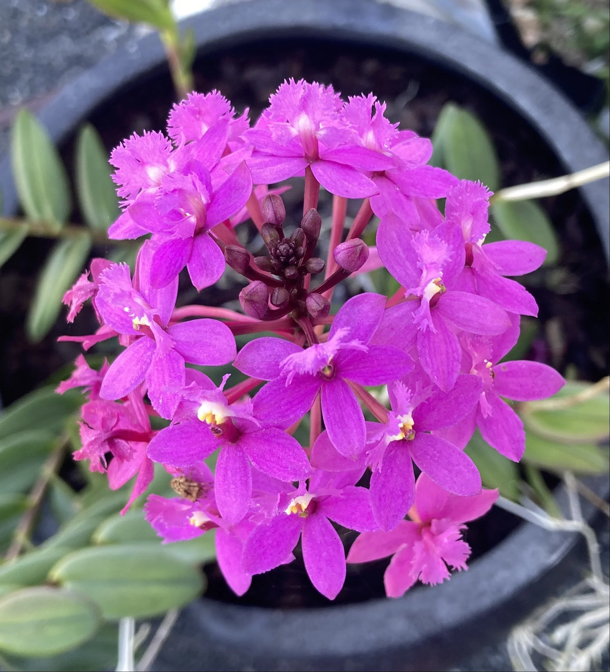 Crucifix orchid (exotic plant)
