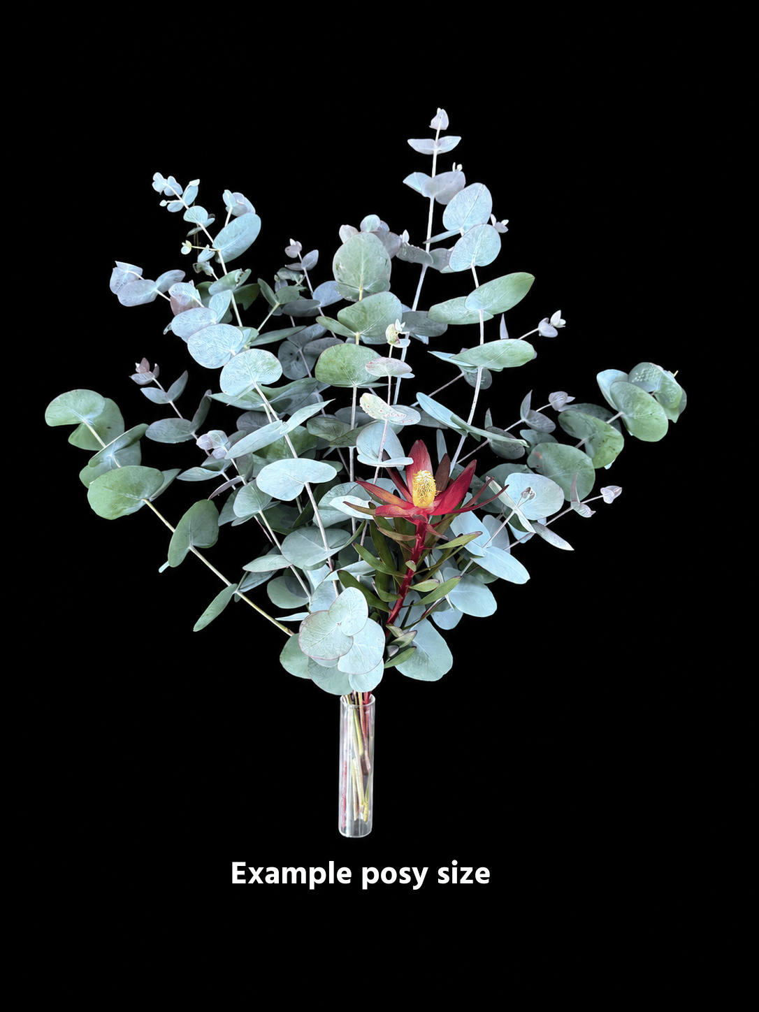 Example posy size Euc.png