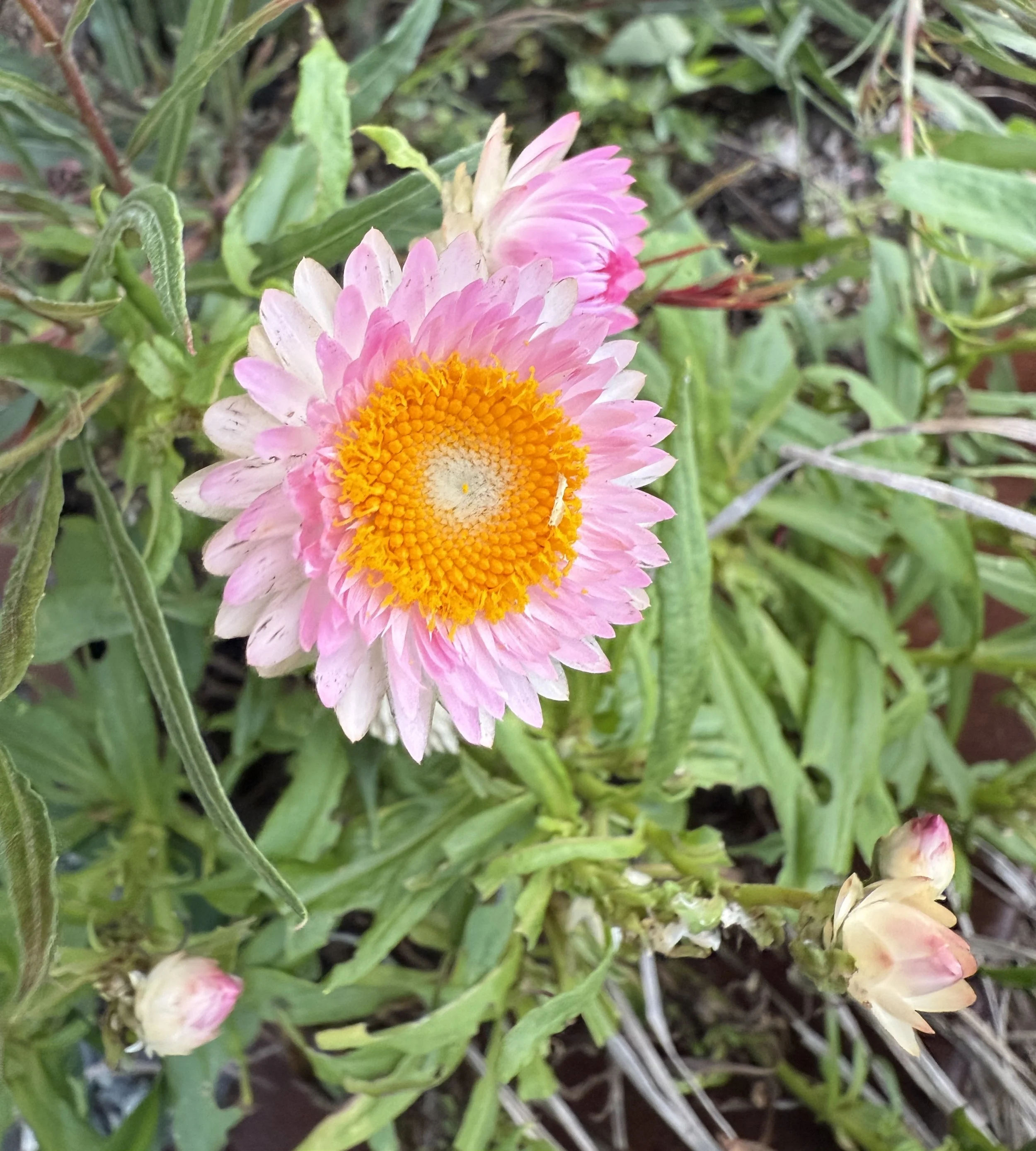 Paper daisy (Xerochrysum)
