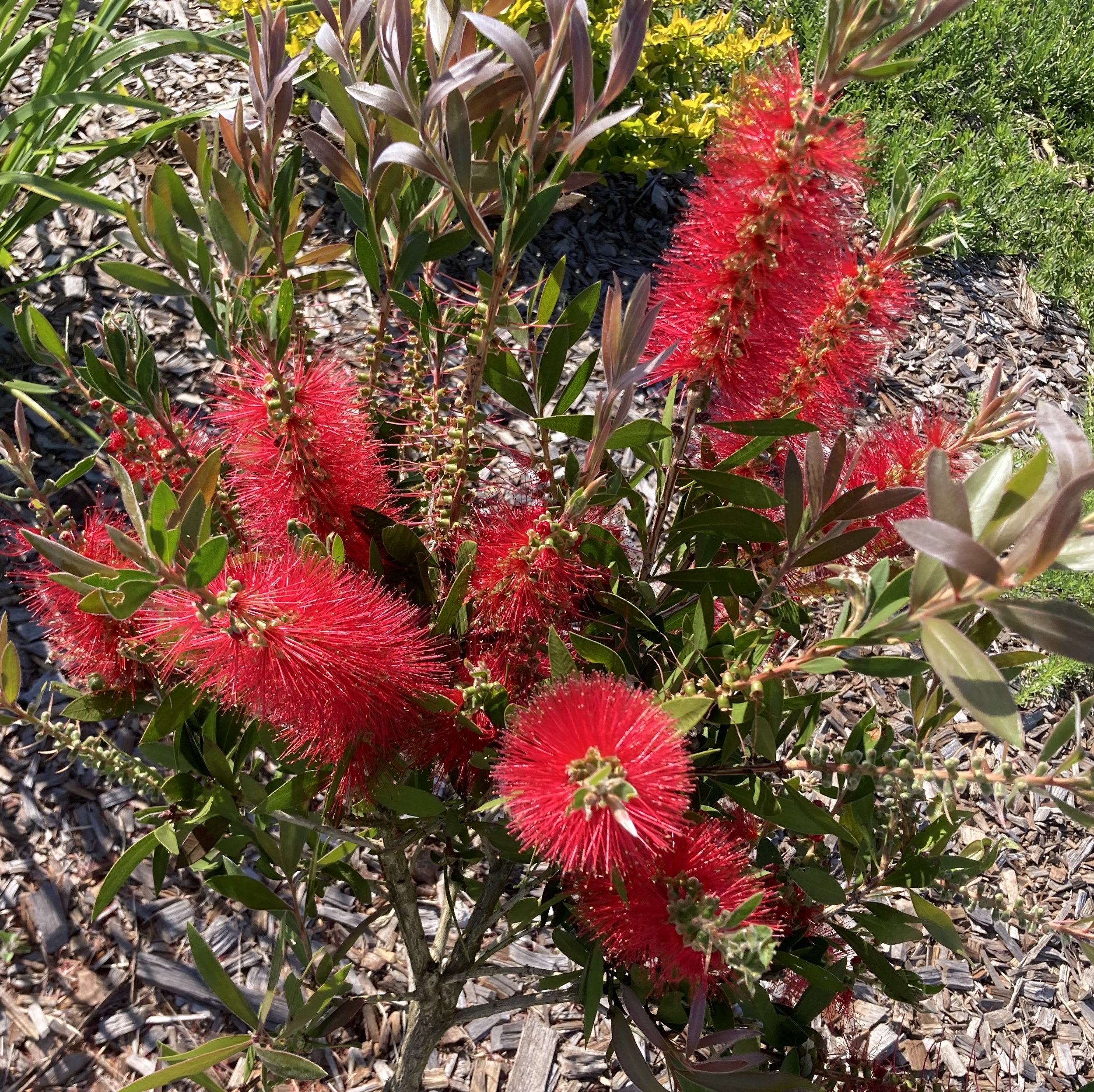 Crimson Bottlebrush (Callistemon citrinus ) with striking red flowers that the honeyeaters and bees go crazy for. 