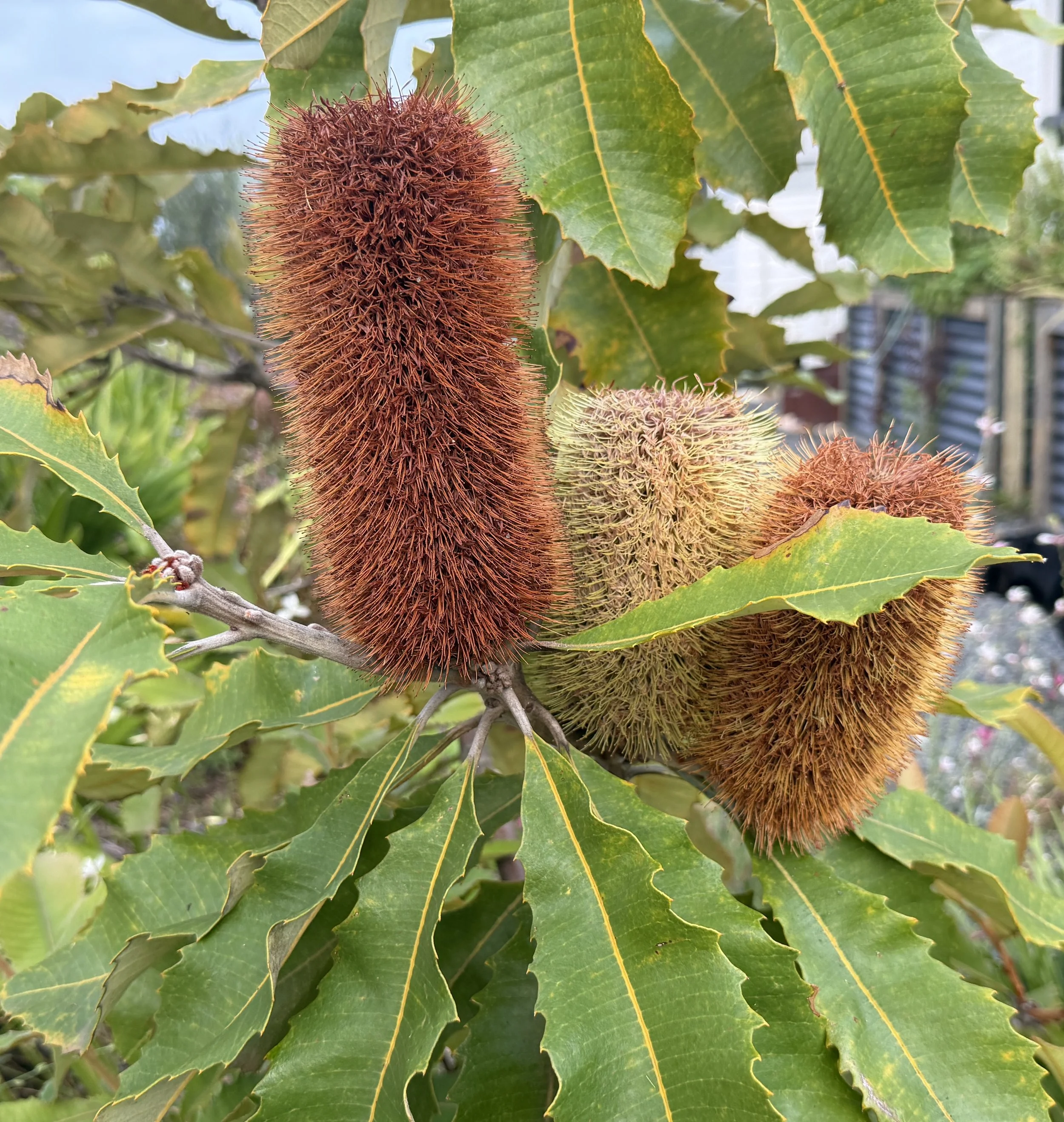 Banksia robur
