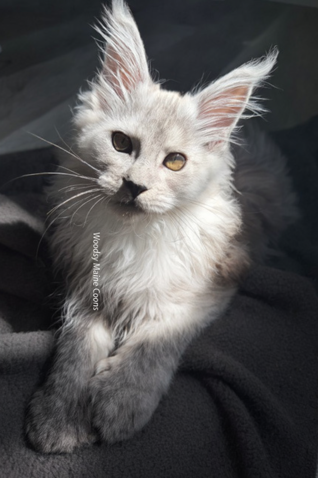 A fluffy gray and white kitten with large ears and yellow eyes, lying on a dark surface, looking at the camera.