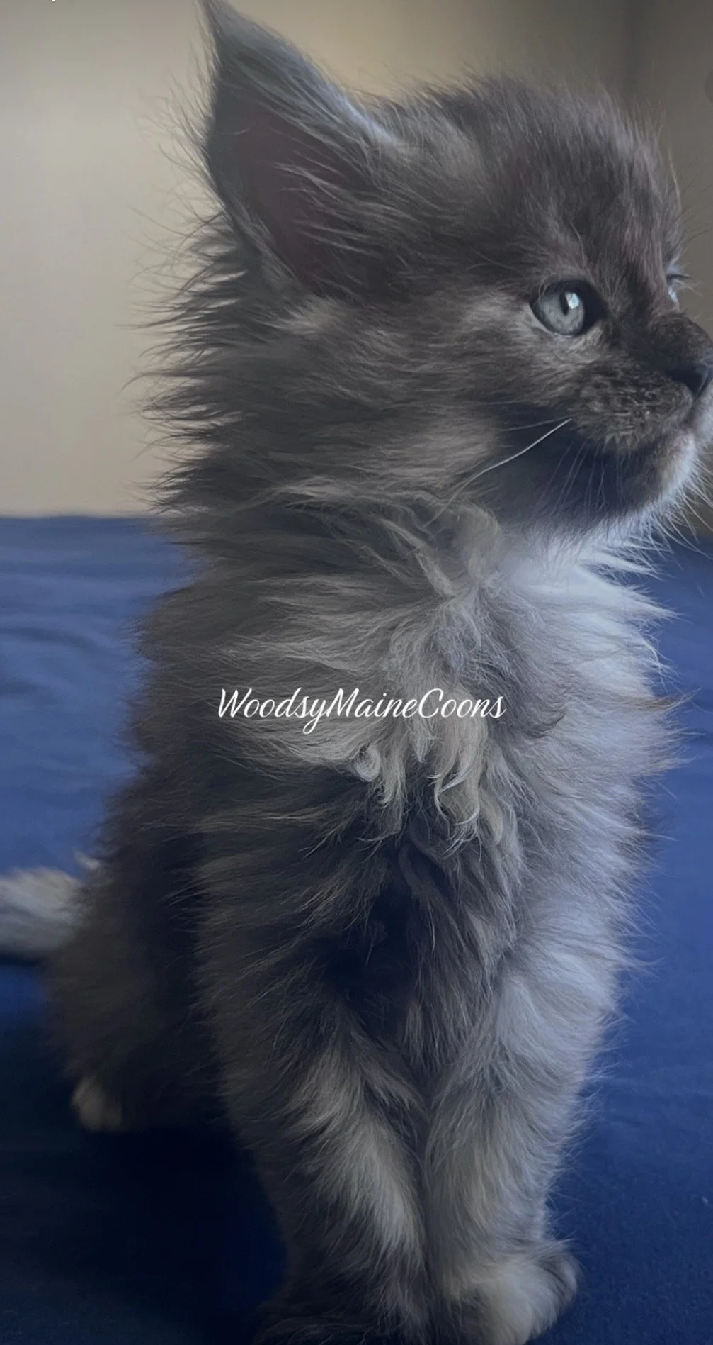 A side profile of a fluffy gray kitten with blue eyes, sitting on a blue surface.