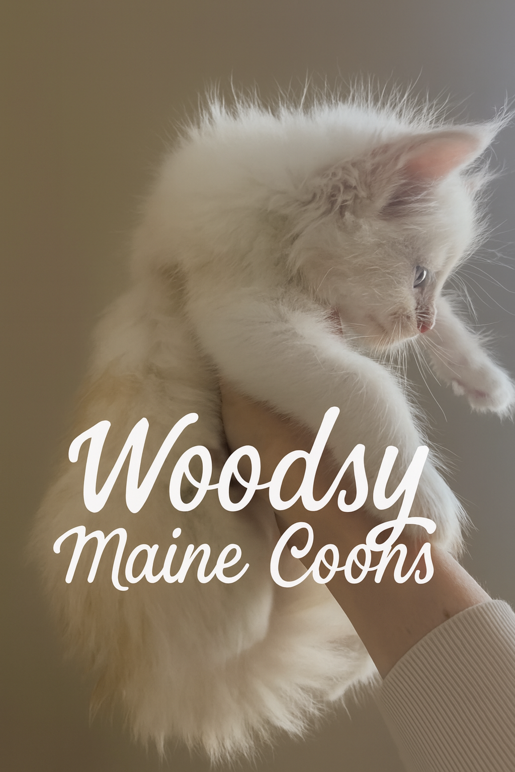 A white kitten with blue eyes being held up by a person's hand. The background is neutral, and there is text that reads "Woods Maine Coons".