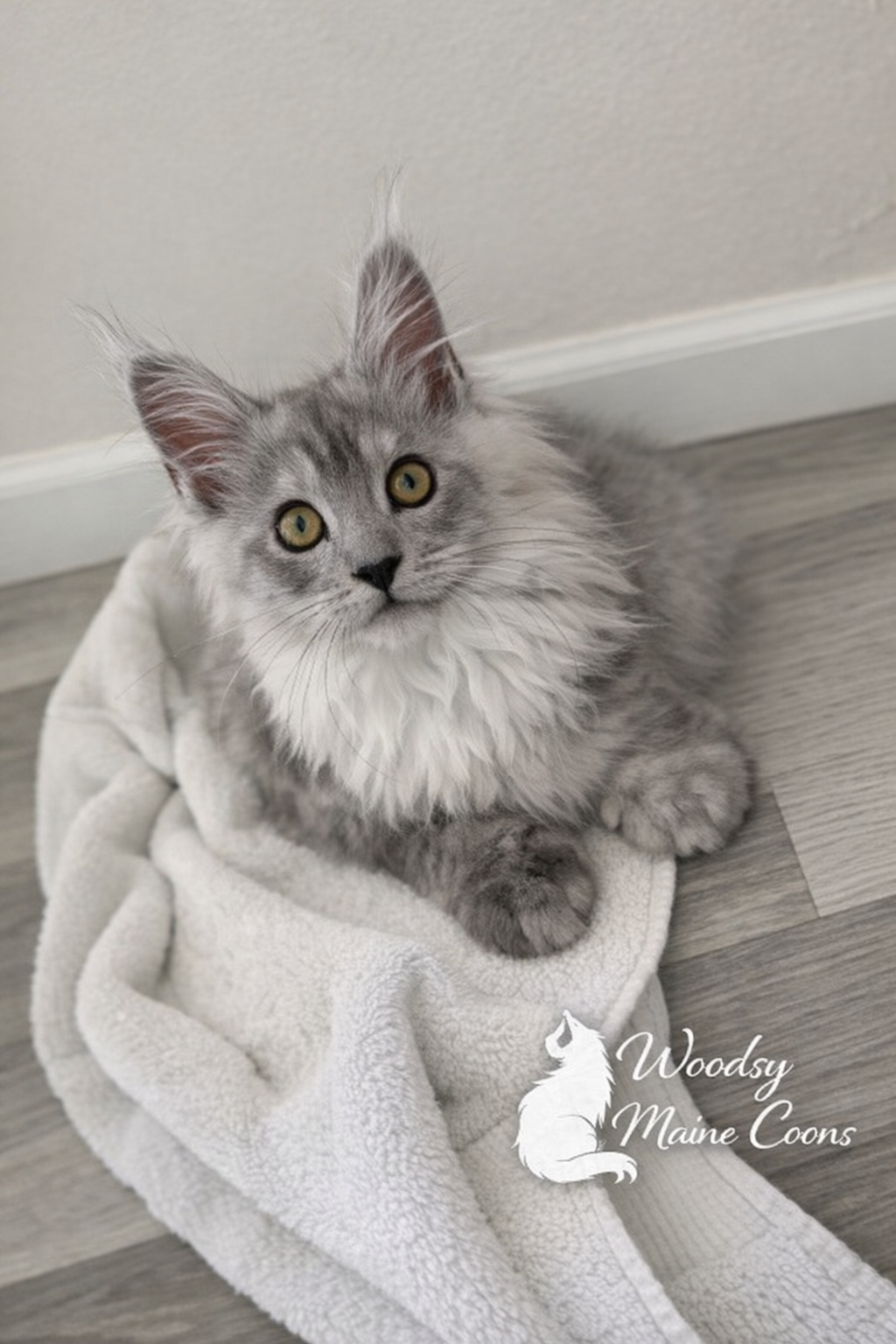 Gray and white kitten sitting on a soft blanket on a wooden floor, looking up at the camera with bright yellow eyes.