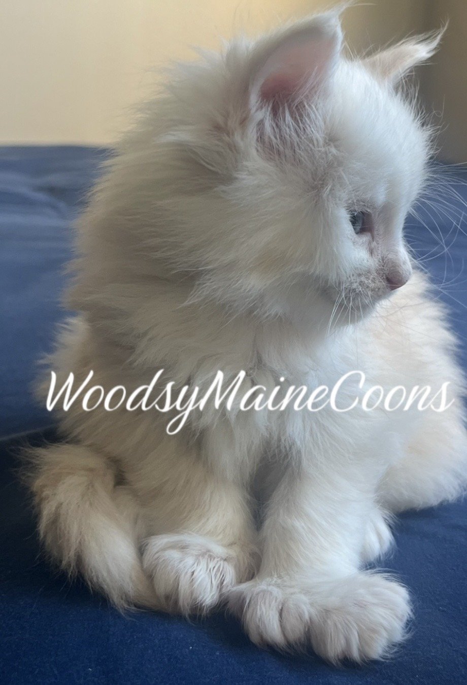 A fluffy cream-colored kitten sitting on a blue surface, looking to the side.