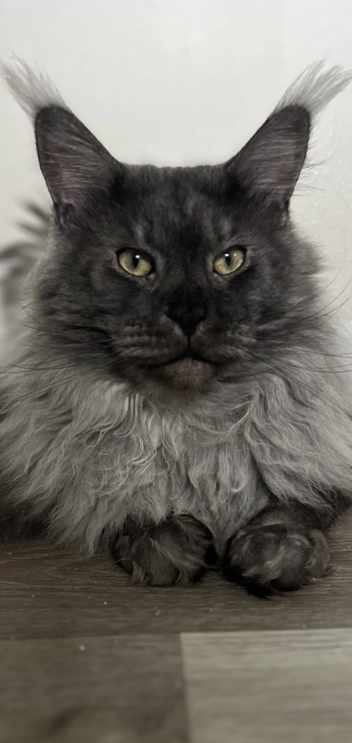A long-haired gray and black cat with yellow-green eyes, sitting on a wooden floor in front of a plain white wall.