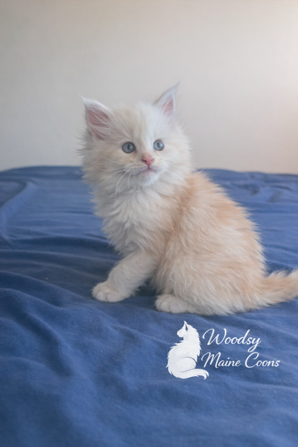 A cream-colored kitten with blue eyes sitting on a blue bedspread with a logo of a white Maine Coon cat and the text 'Woody Maine Coons' in the bottom right corner.