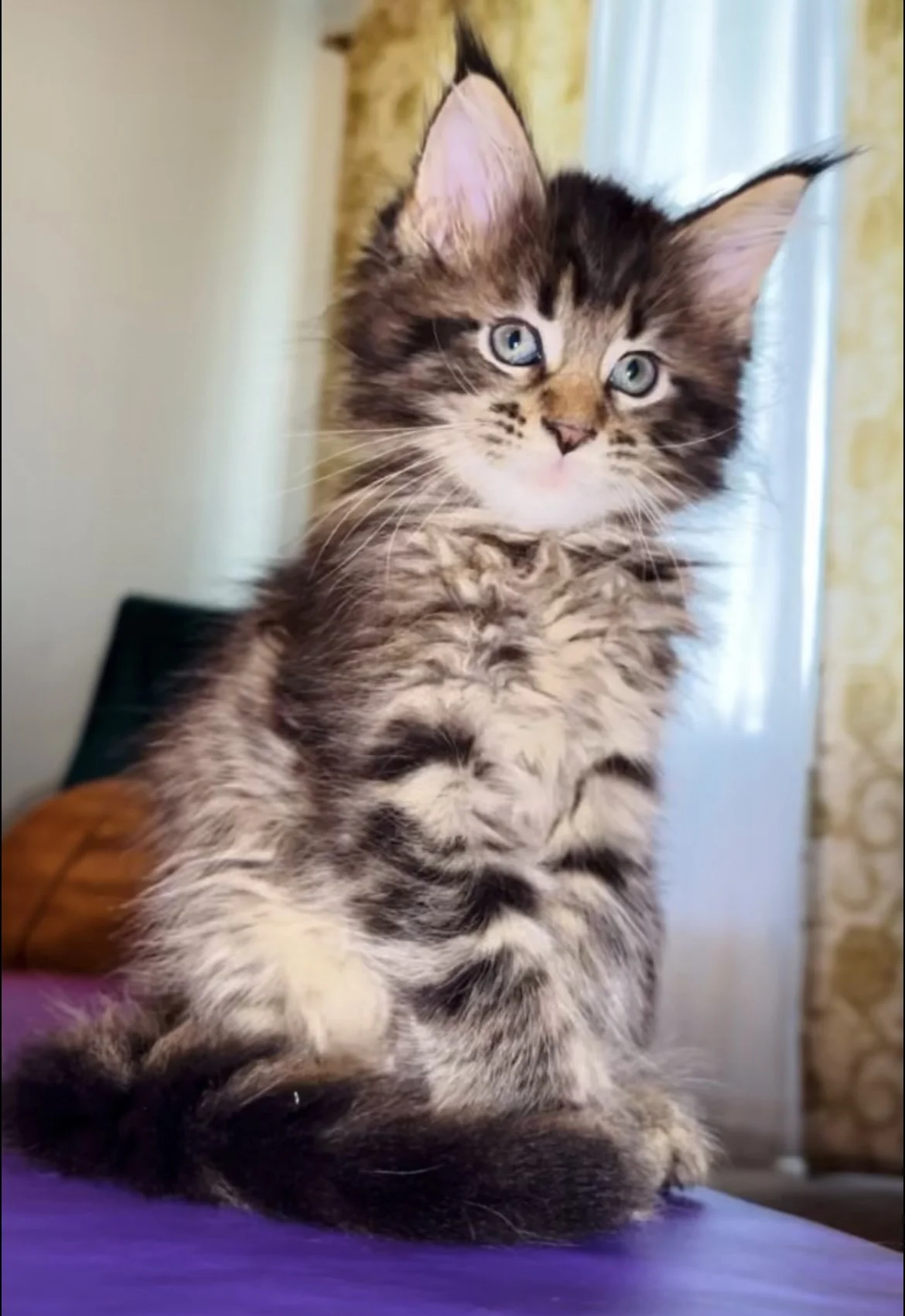 A cute tabby kitten with blue eyes sitting on a purple surface near a window.