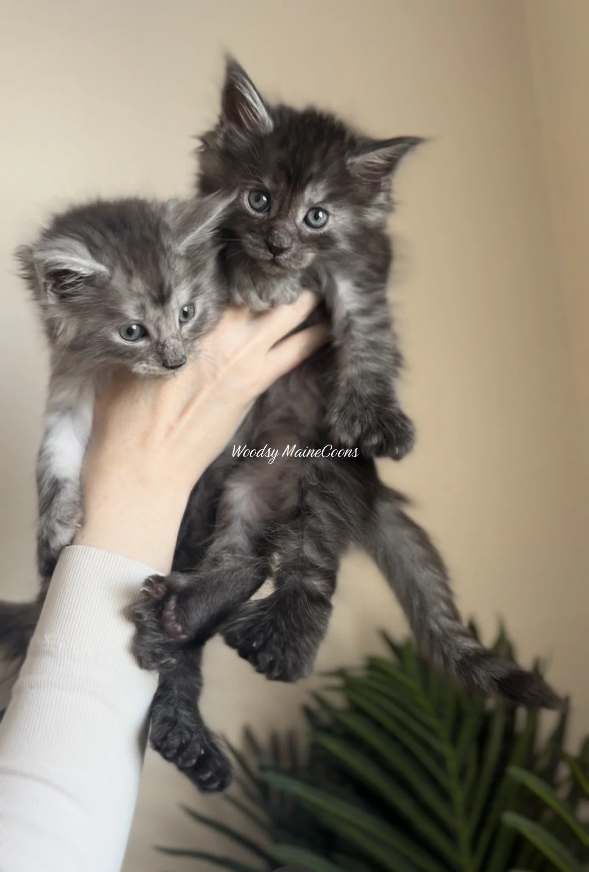 Two gray tabby kittens being held up by a person's hand, with a blurred indoor background.