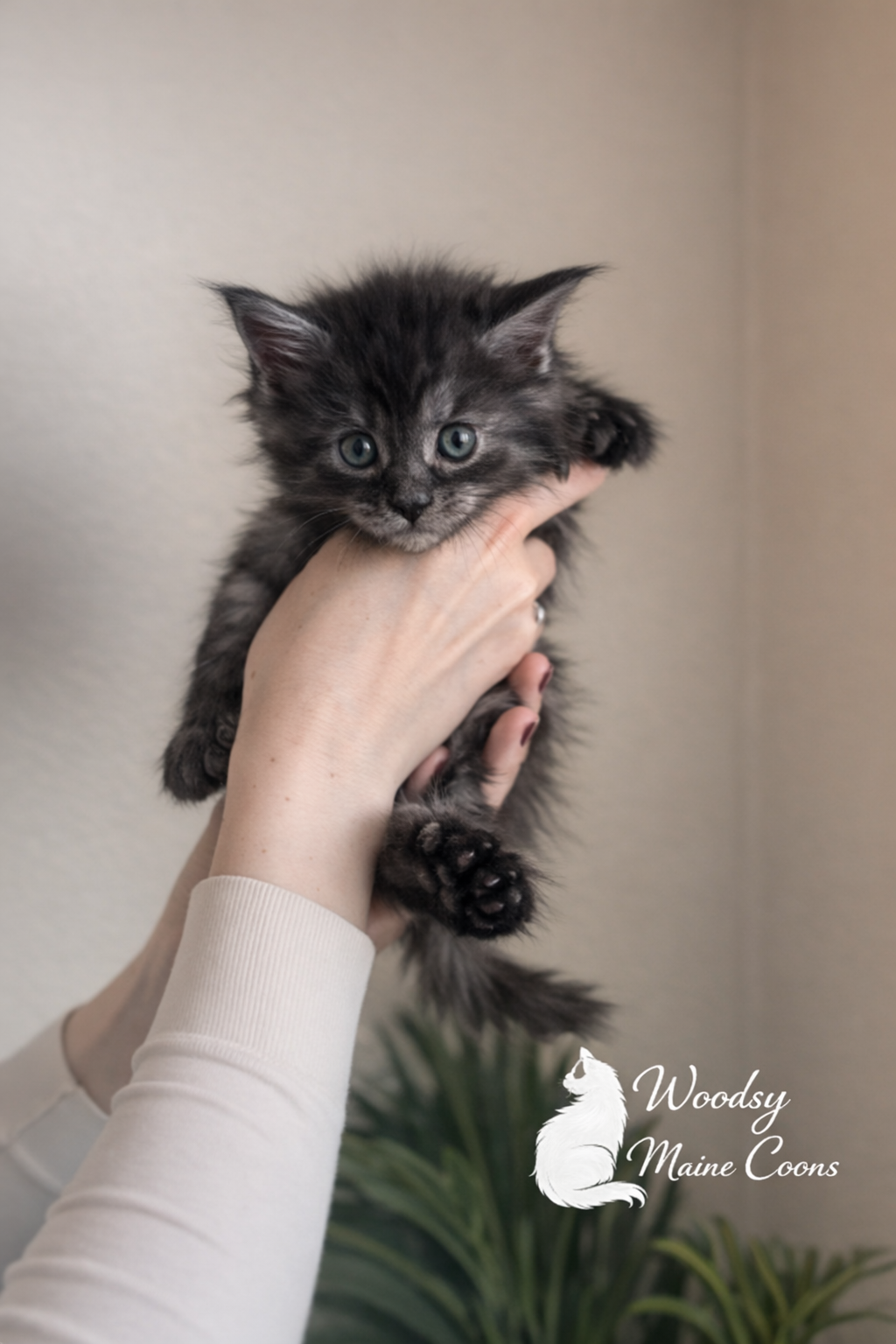 A person holding a small, fluffy black and gray kitten with blue eyes against a plain wall background.