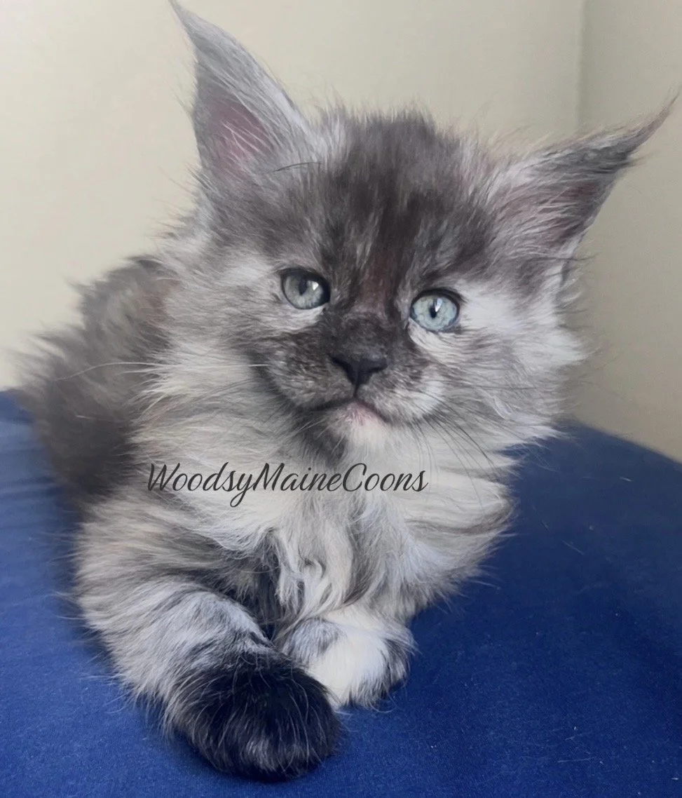 A fluffy gray kitten with blue eyes lying on a blue surface, with a light background, and the text "WoodsyMaineCoons" overlaid.