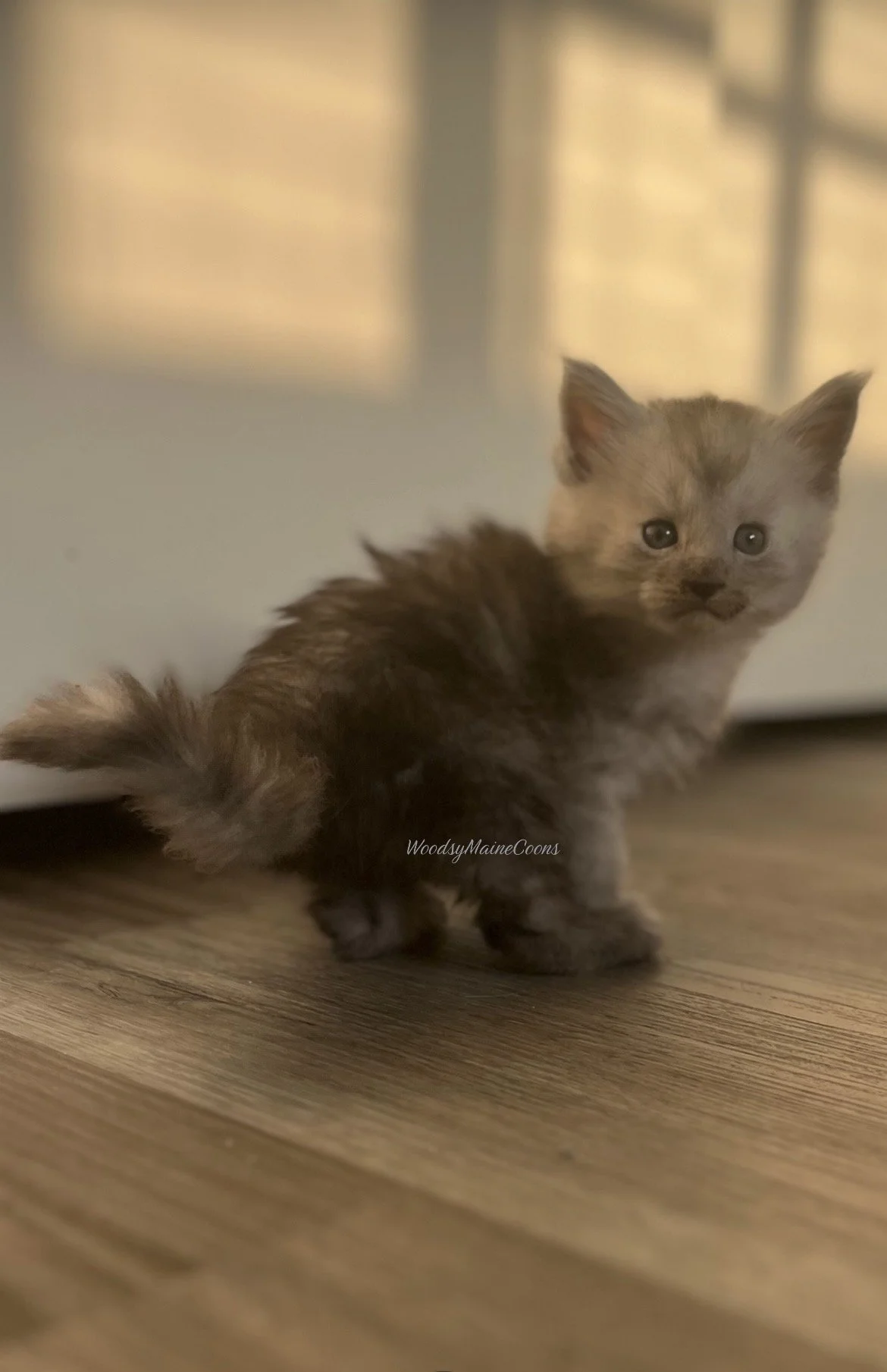 Small kitten standing on a wooden floor near a white wall with blurred window behind.