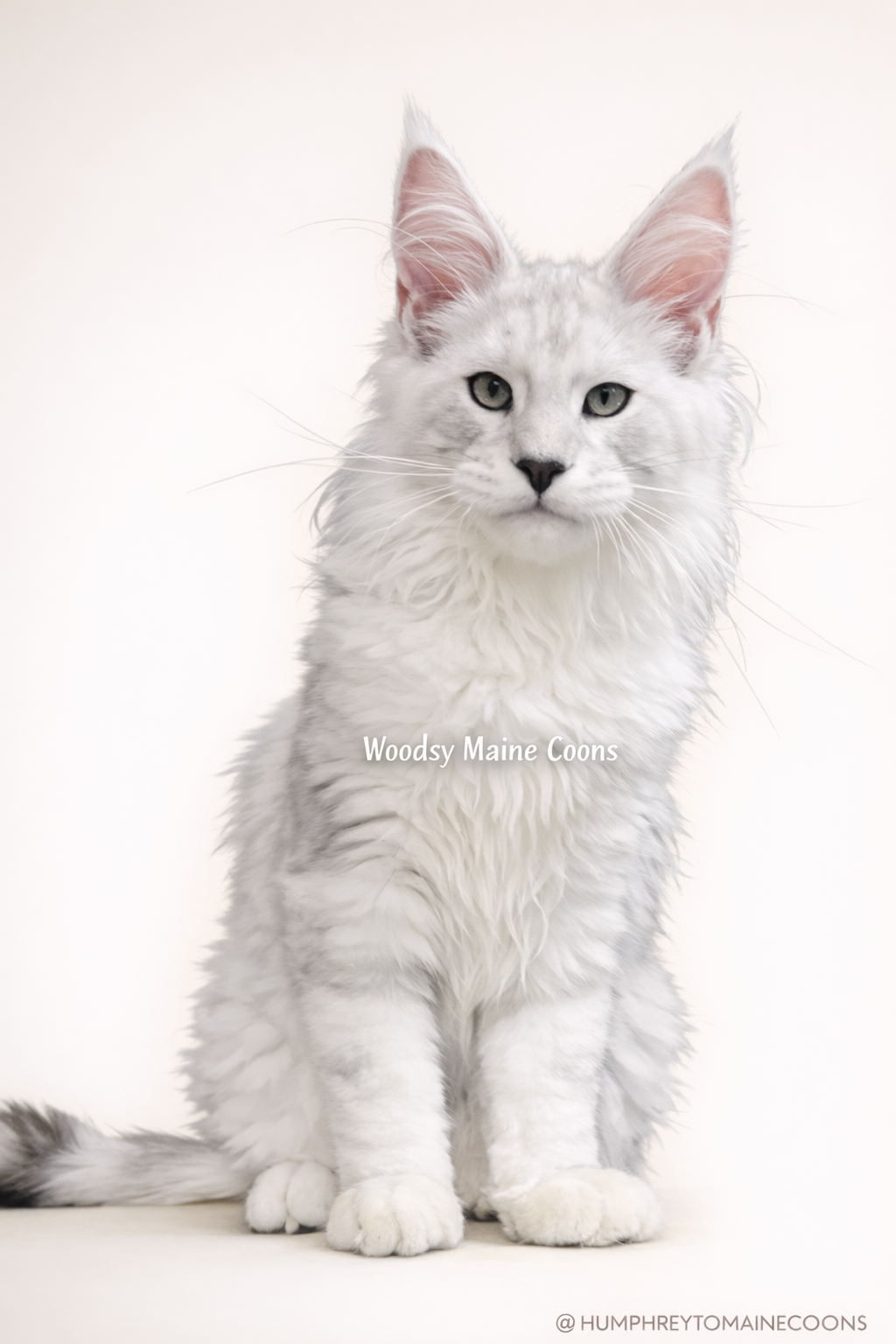 A fluffy white Maine Coon kitten sitting against a plain white background.