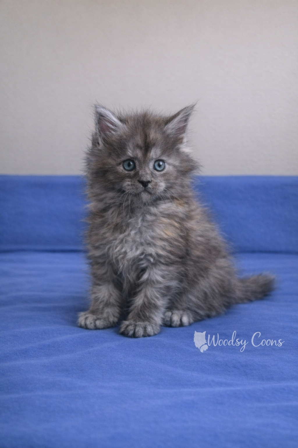 A fluffy gray tabby kitten with blue eyes sitting on a blue surface.