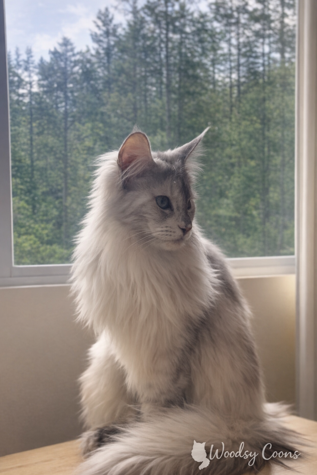 A long-haired gray and white cat sitting on a wooden surface by a window, looking to the side with a backdrop of green trees outside.