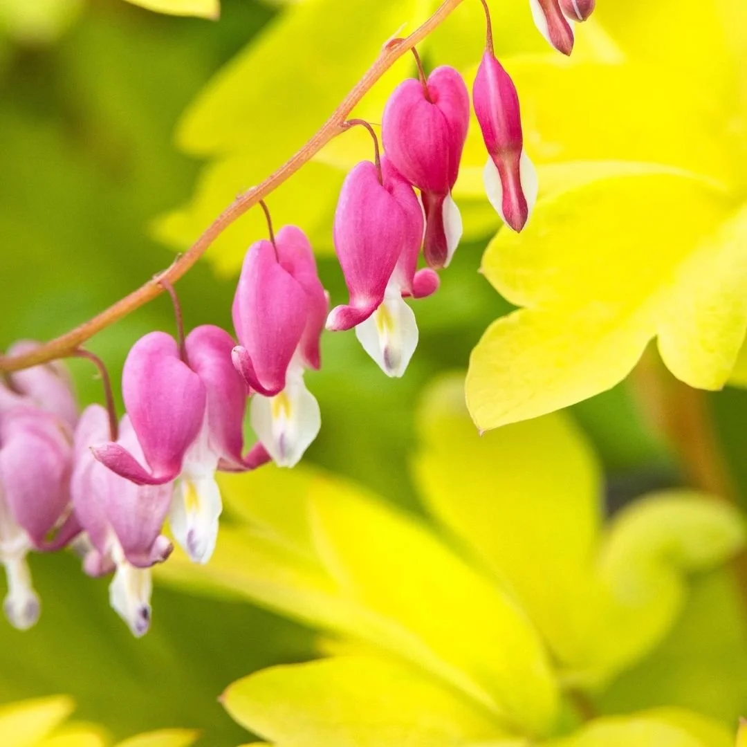 Close-up of pink and white bleeding heart flowers hanging from a curved stem with green and yellow leaves in the background.