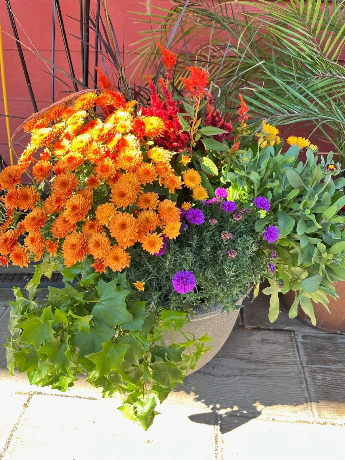 A large pot of colorful flowers including orange, yellow, and purple blooms, with green foliage, placed on a wooden deck against a red wall.