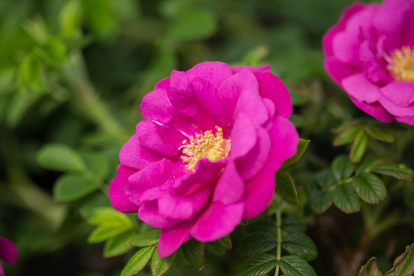 Close-up of a vibrant pink flower with yellow stamens surrounded by green leaves.