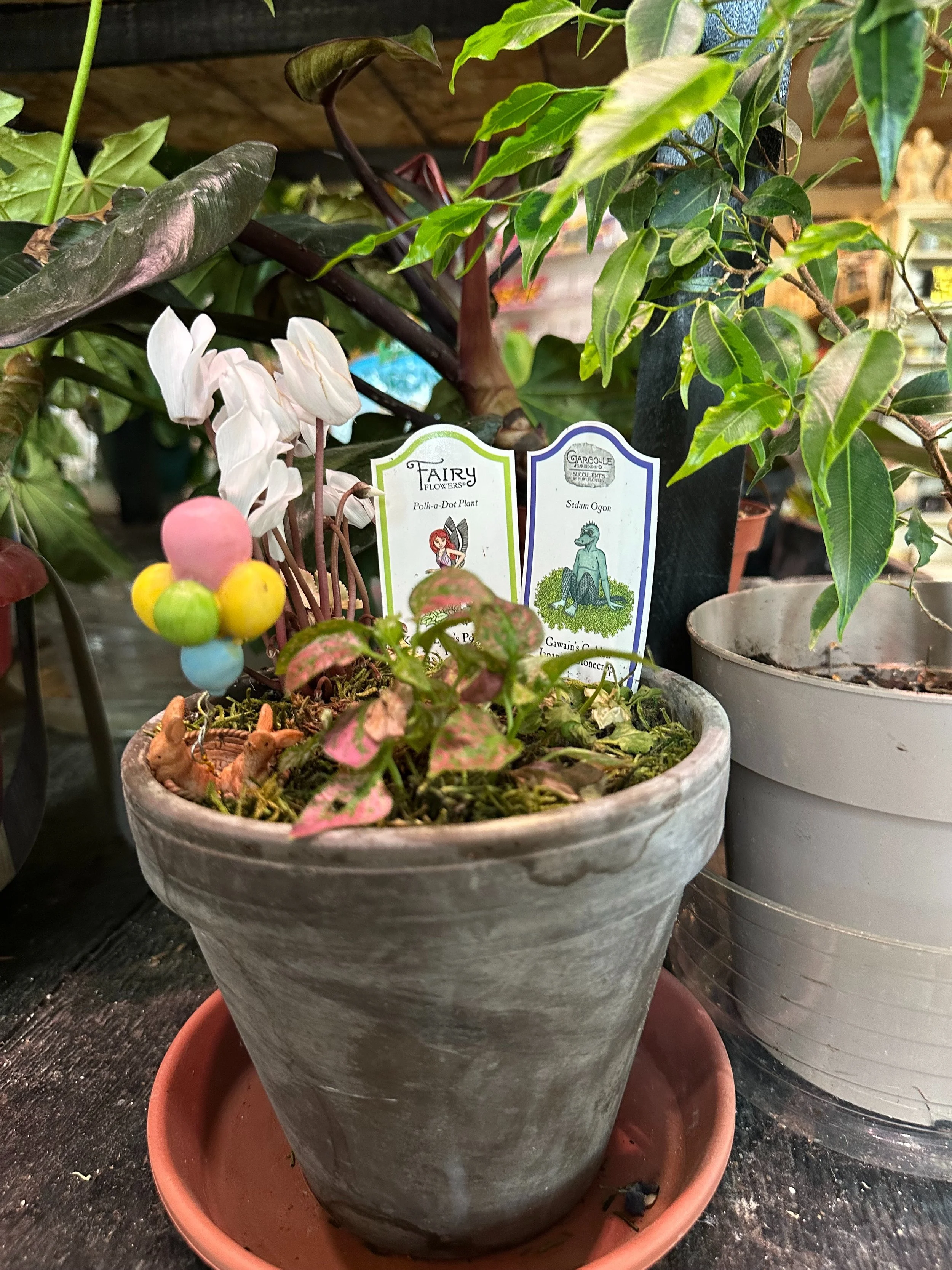 Potted plants with fairy garden decorations and plant labels, including a Polka Dot Plant and Sedum Ogn.