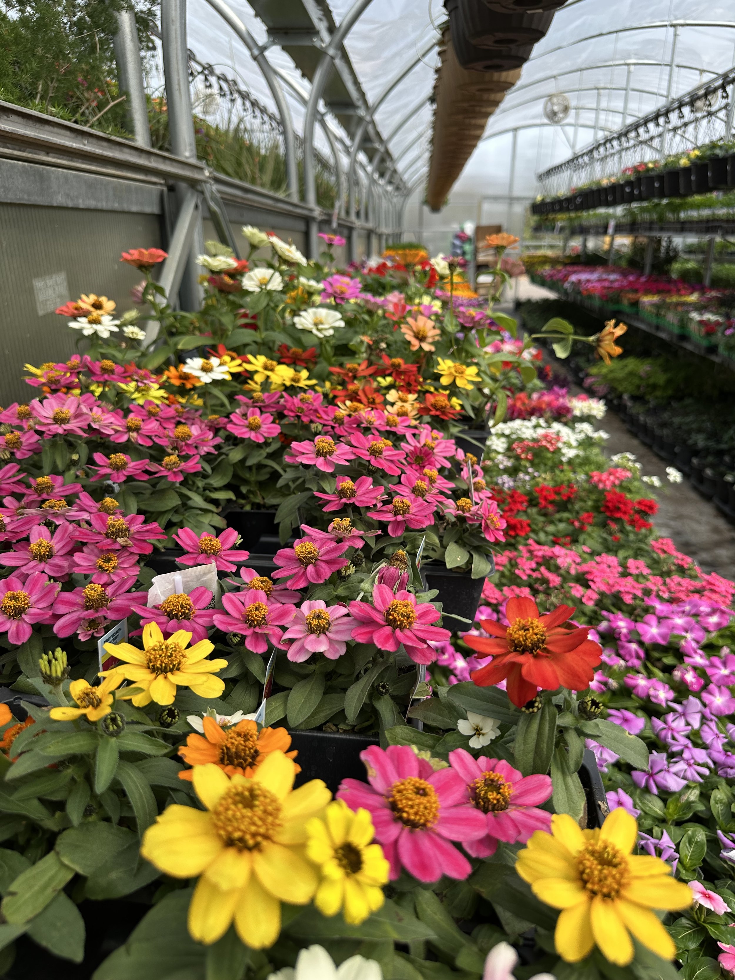 Colorful flowering plants inside a greenhouse, arranged on shelves with a variety of pink, yellow, orange, red, and white blossoms.