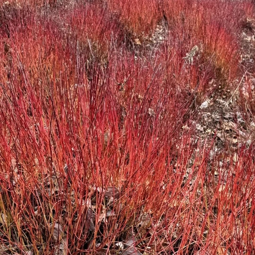Red tall grass or plants with dried leaves on the ground, possibly in autumn or winter.