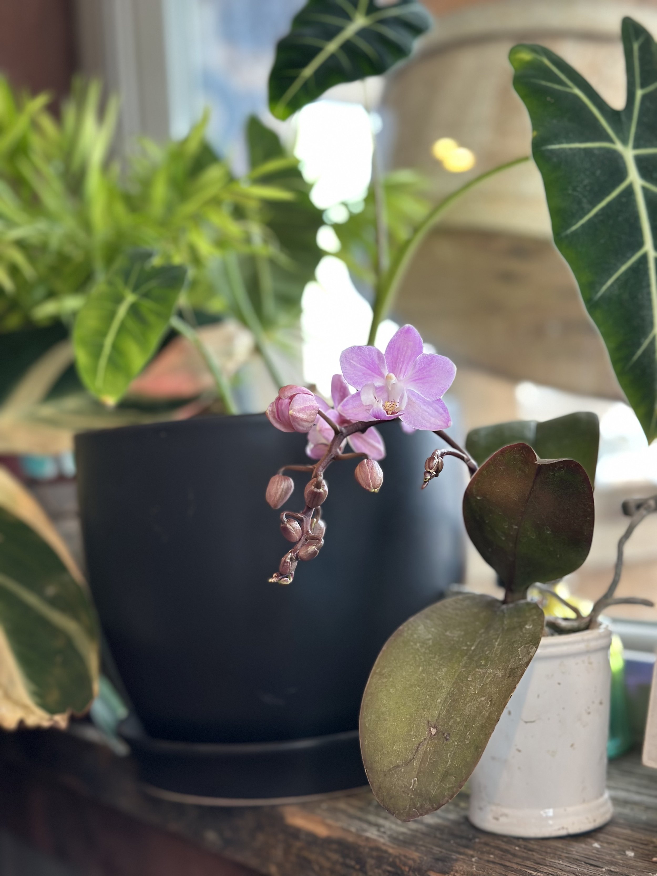 Close-up of a pink orchid flower blooming among green leaves in a black pot and a small container.