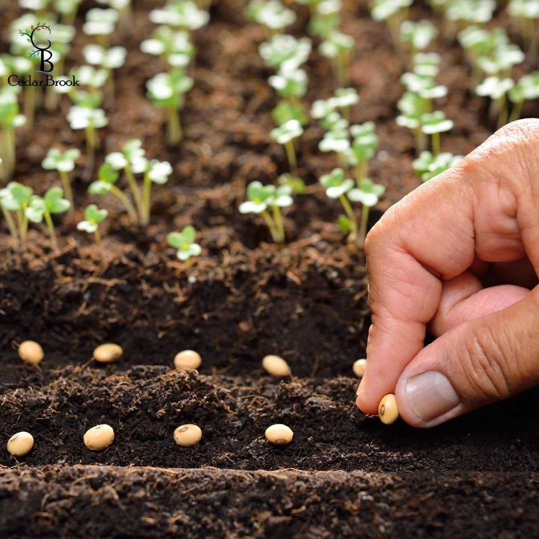 A person planting white seeds into dark soil, with small green seedlings growing in the background.