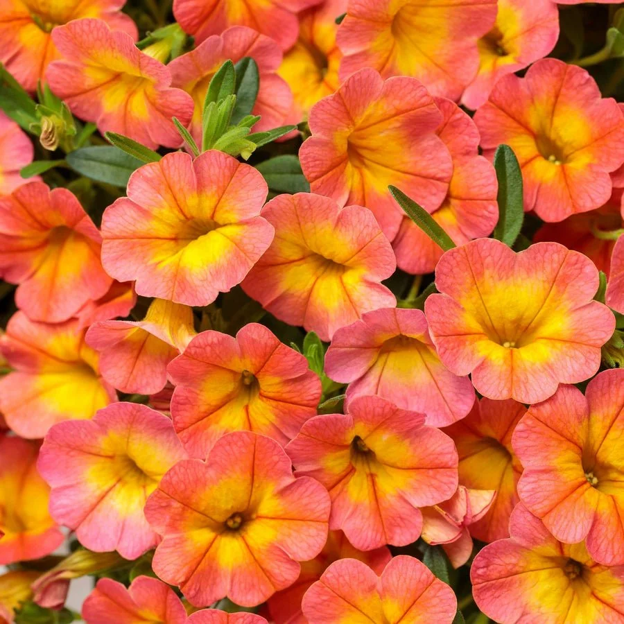 Close-up of pink and yellow flowers with green leaves.