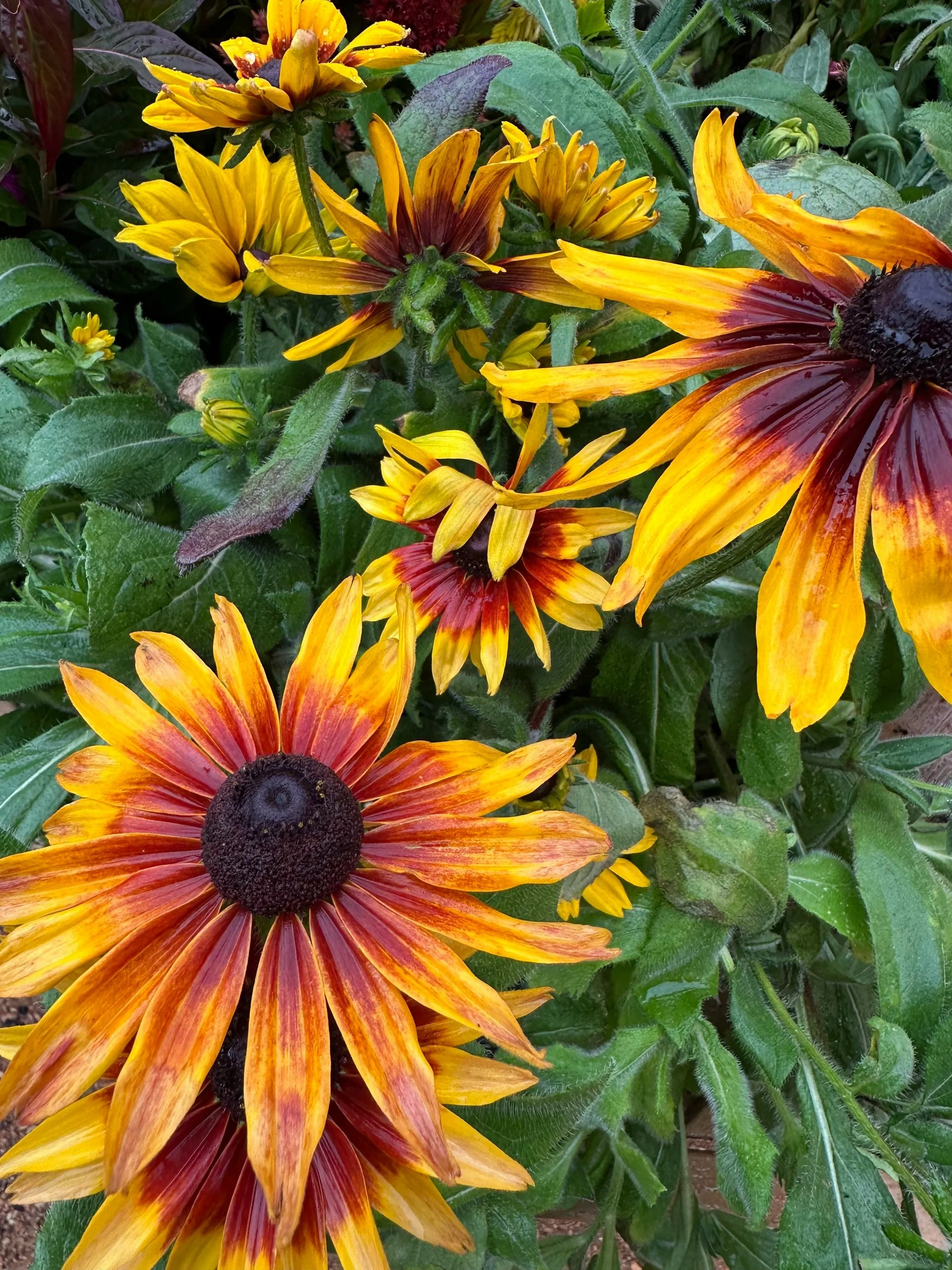 Close-up of yellow and orange flowers with dark centers, surrounded by green leaves.