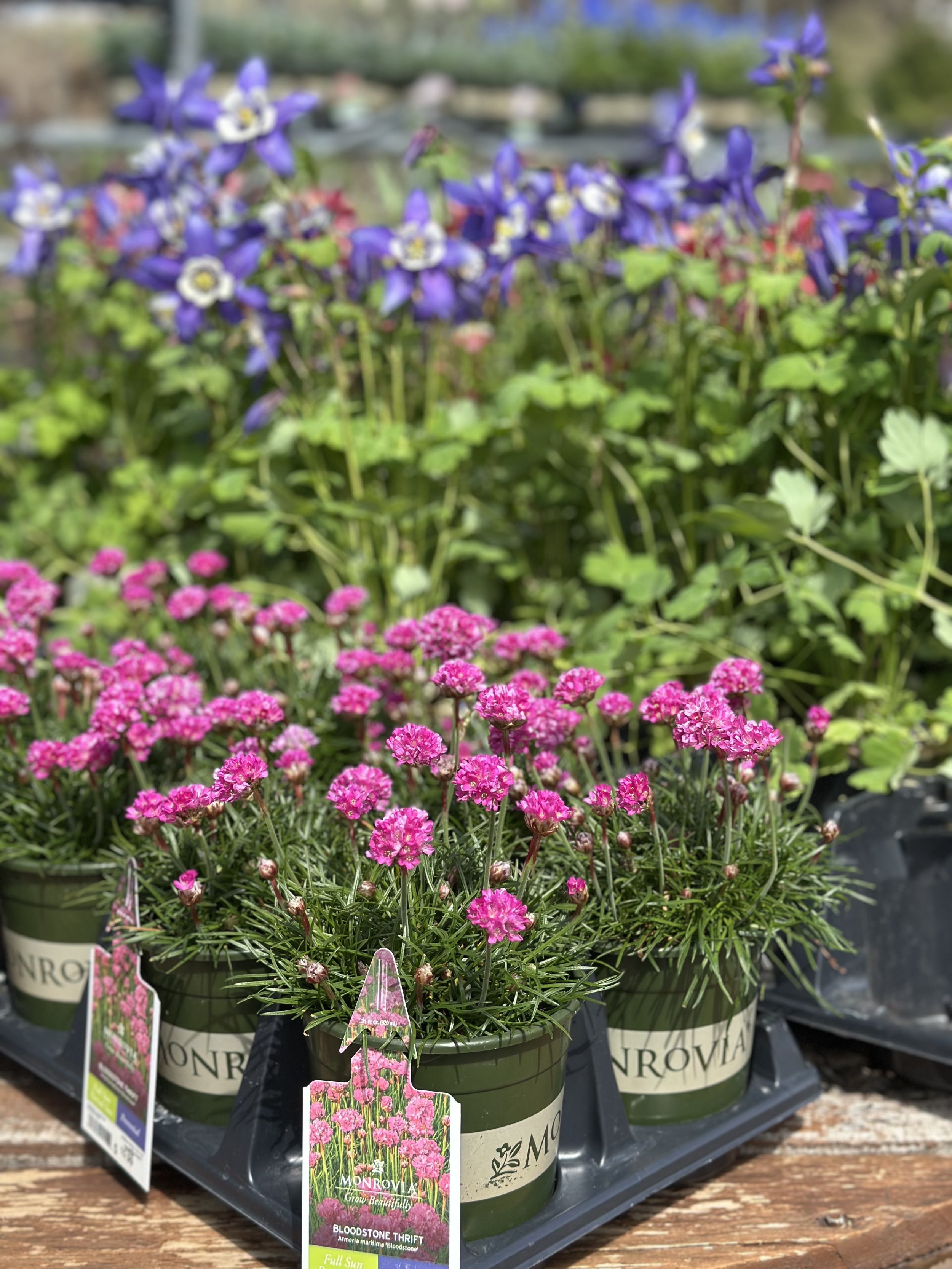 Pink Dianthus flowers in green pots on a tray at a garden center, with purple flowers blurred in the background.