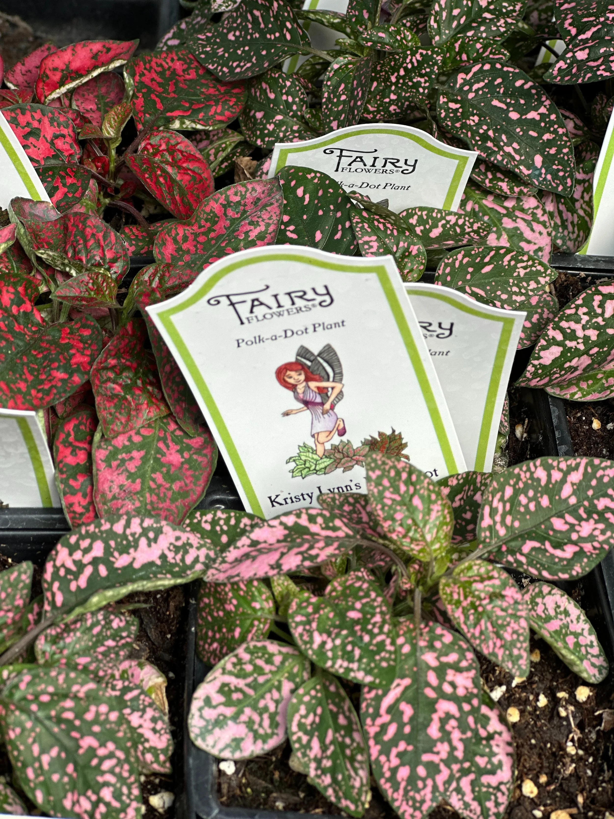Colorful polka-dot plants with pink and green leaves in pots, labeled 'Fairy Flowers' Polka-Dot Plant.