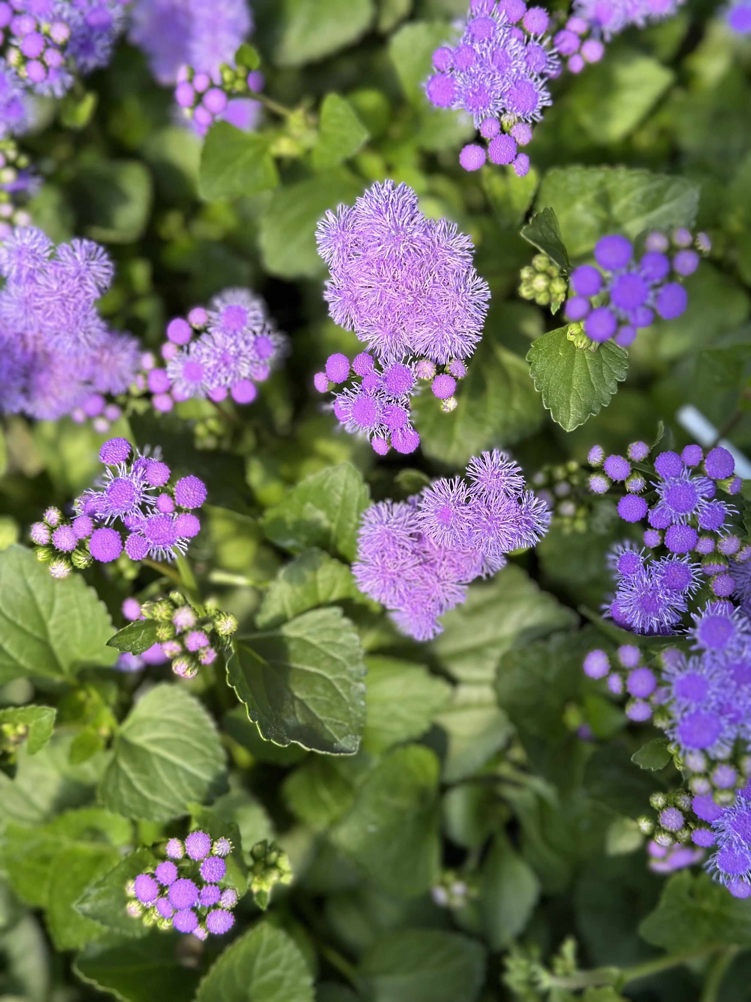 Close-up view of purple and lavender flowers with green leaves in a garden.
