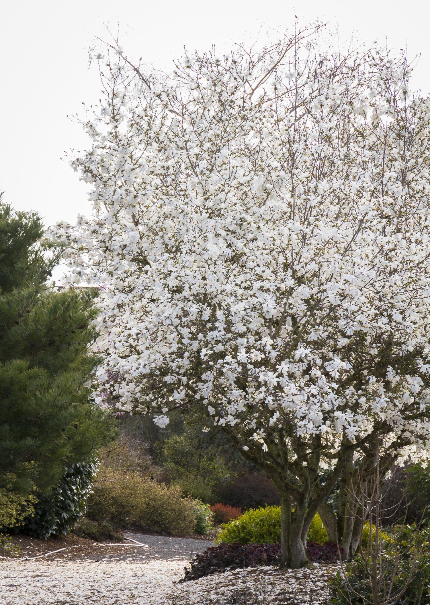 A white-flowered blooming tree in a garden with other greenery and a gravel path.