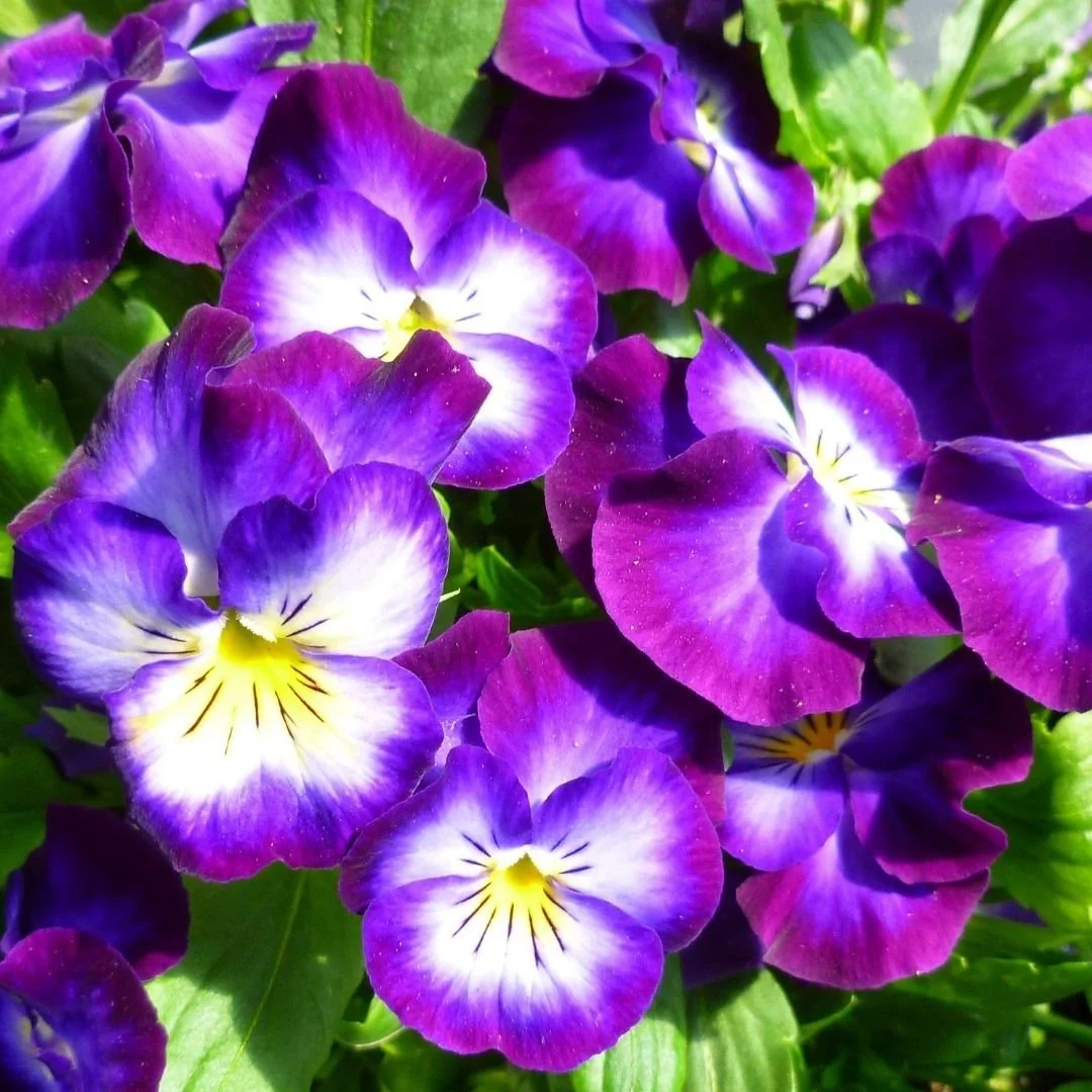Close-up of purple and white pansy flowers with green leaves in background.