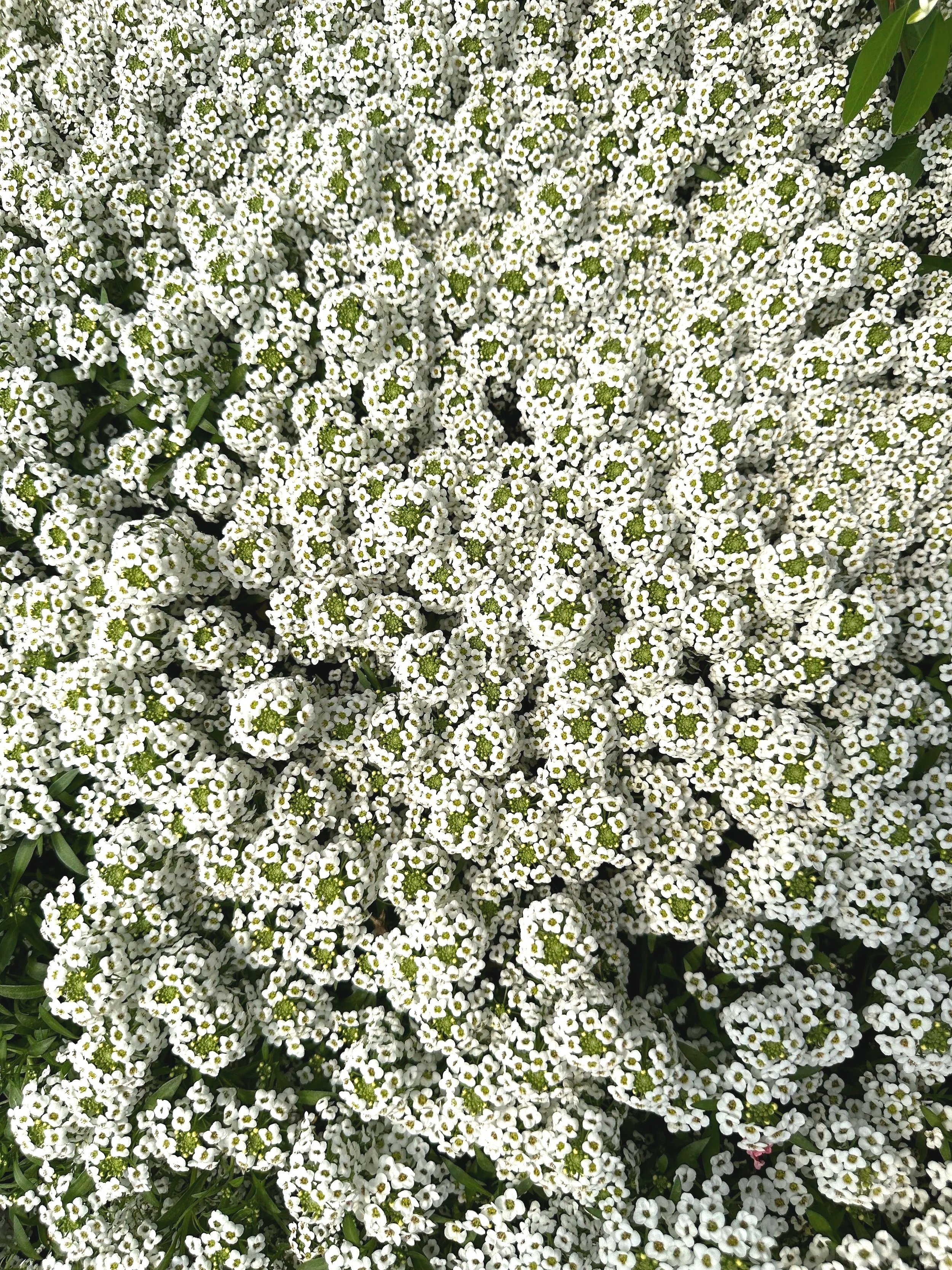 Close-up of small white flowers with yellow centers densely packed together.
